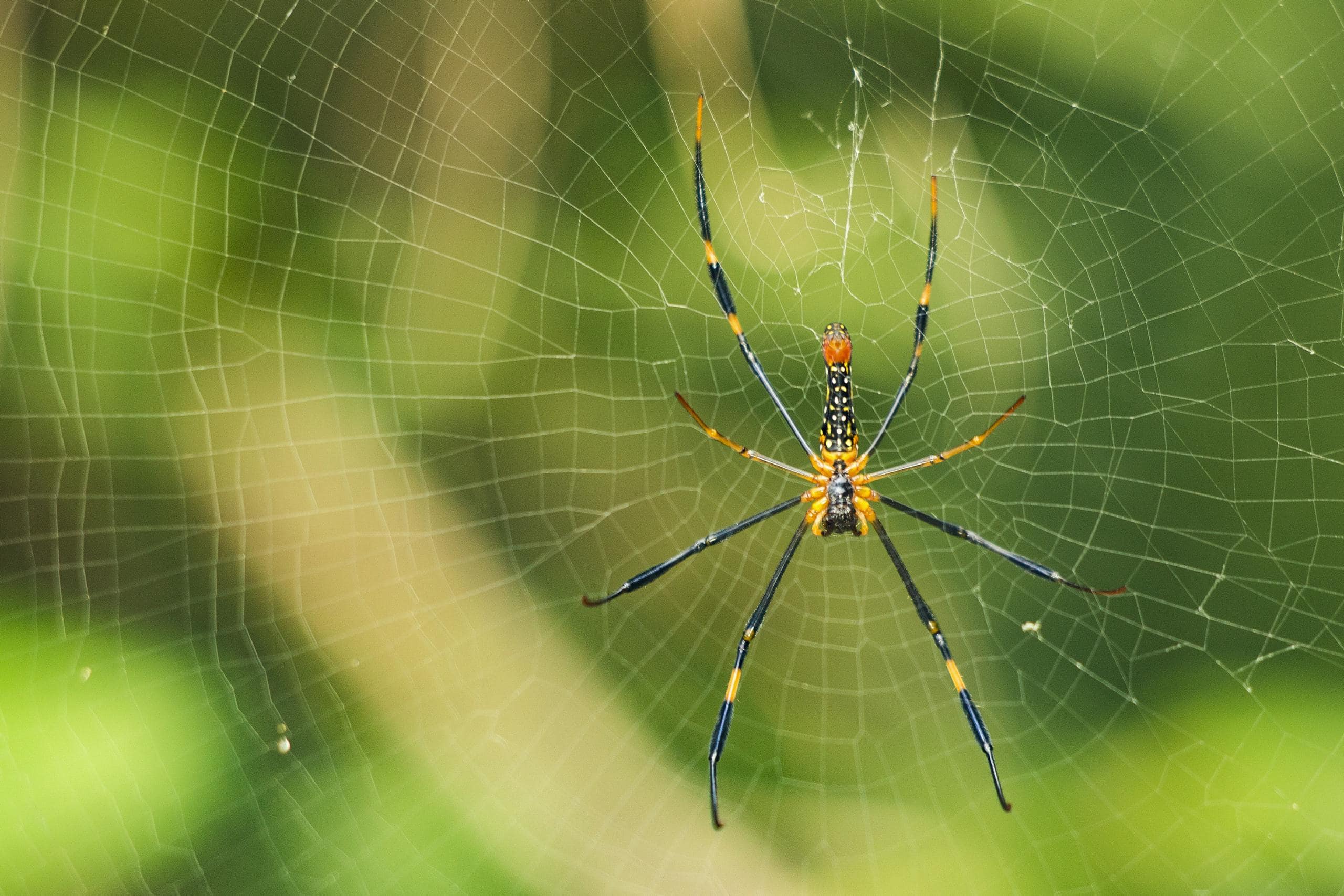 Close-up of a yellow spider resting on its web, with the fine silk strands glistening in the light against a soft, blurred backdrop.