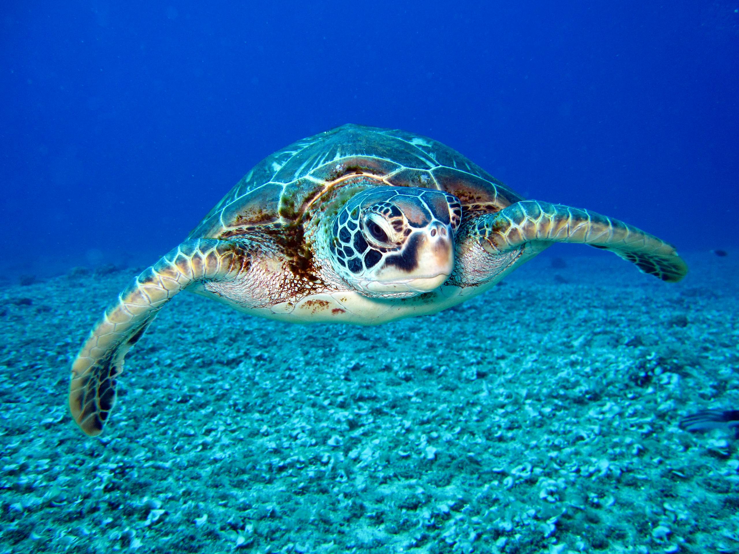 What Animal Represents Bravery? These Courageous Creatures May Surprise You! **Alt text:** A sea turtle swims gracefully through the clear blue ocean, with its flippers fully extended. The turtle's shell is detailed with a pattern of dark and light brown patches, surrounded by green hues, and its head features distinct markings around the eyes and mouth. The sandy ocean floor is visible beneath the turtle, covered in small rocks and marine debris. The vibrant blue water surrounds the turtle, giving the image a serene underwater atmosphere. Sunlight filters through the water, gently illuminating the turtle's shell and casting soft shadows.