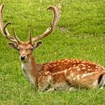 Brown Deer Laying on Grass Field