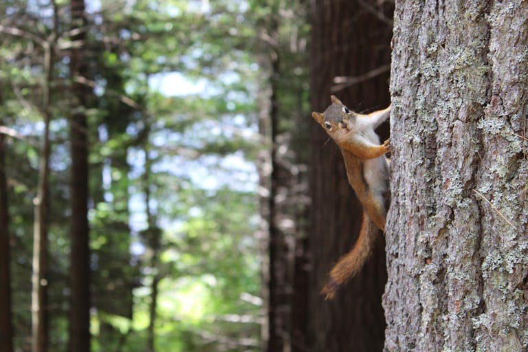 Image of a brown squirrel clings to the side of a gray tree trunk, blending into the natural surroundings with its small body. Its fur is soft and bushy, and its eyes are wide as it looks around, alert and curious. The gray bark of the tree is textured, providing a contrasting backdrop to the squirrel's warm brown fur. Image used for the article meaning of squirrel spirit animal.