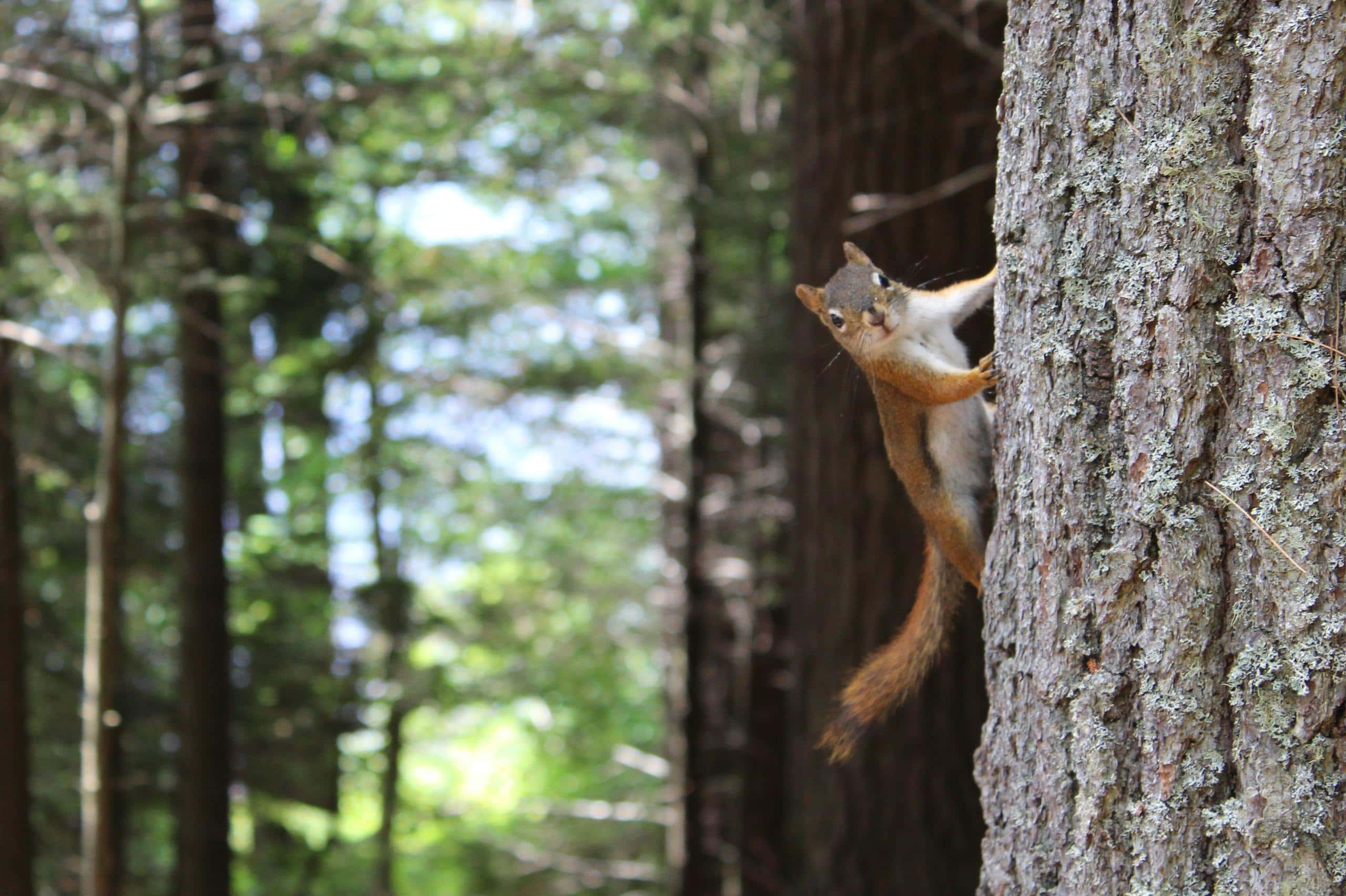 Image of a brown squirrel clings to the side of a gray tree trunk, blending into the natural surroundings with its small body. Its fur is soft and bushy, and its eyes are wide as it looks around, alert and curious. The gray bark of the tree is textured, providing a contrasting backdrop to the squirrel's warm brown fur. Image used for the article meaning of squirrel spirit animal.