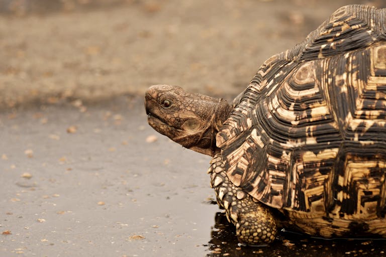 Meaning and Spiritual Significance of Turtles
