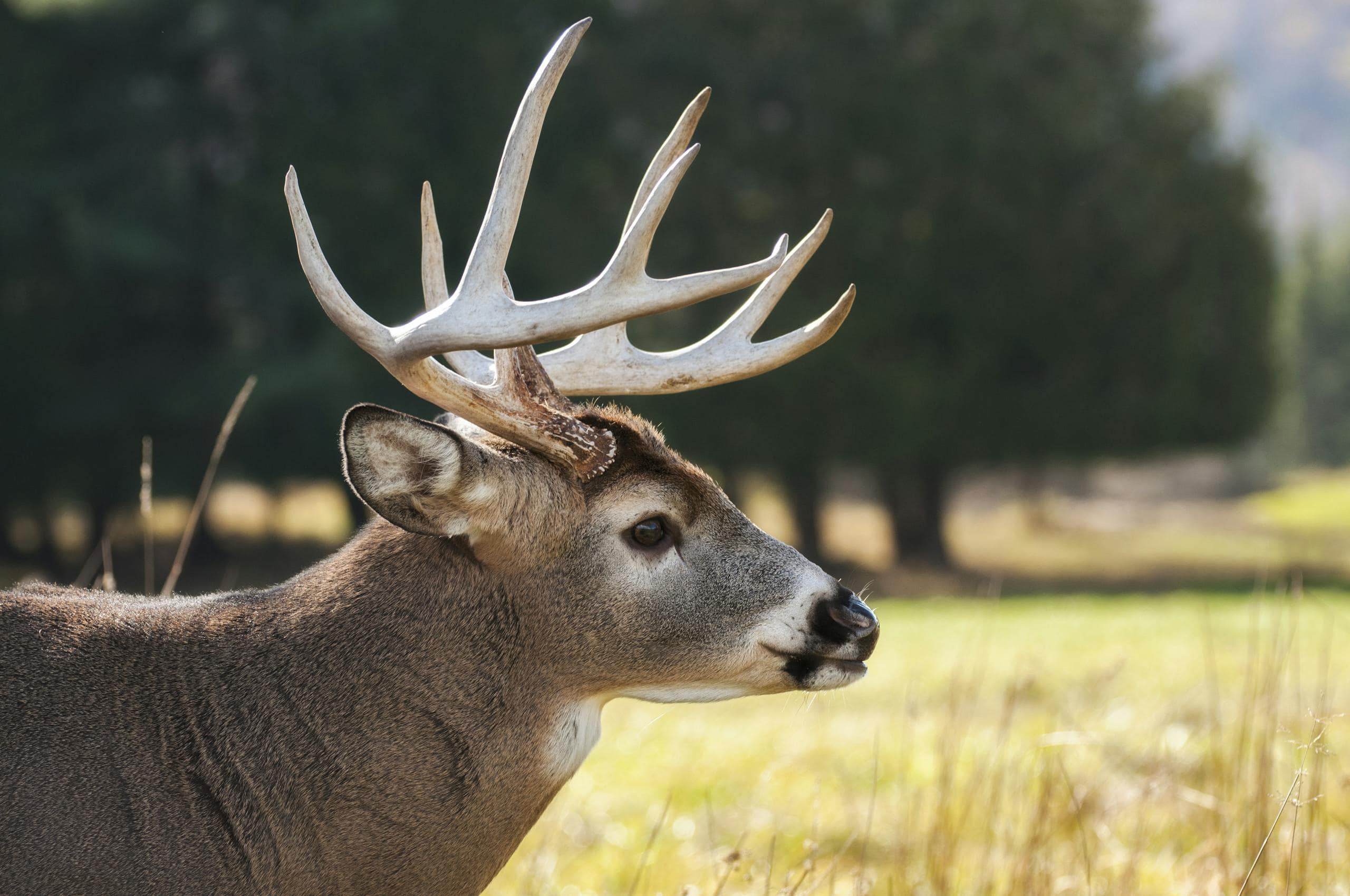 Close-up image of a brown buck standing gracefully on a grass field. The buck's fur is rich in color, with sharp details highlighting its strong posture and antlers. The background is softly blurred, making the buck stand out against the lush green grass. Sunlight gently filters through the scene, adding warmth and natural beauty to the peaceful setting. The image is used for the article Deer Spirit Animal Meaning.