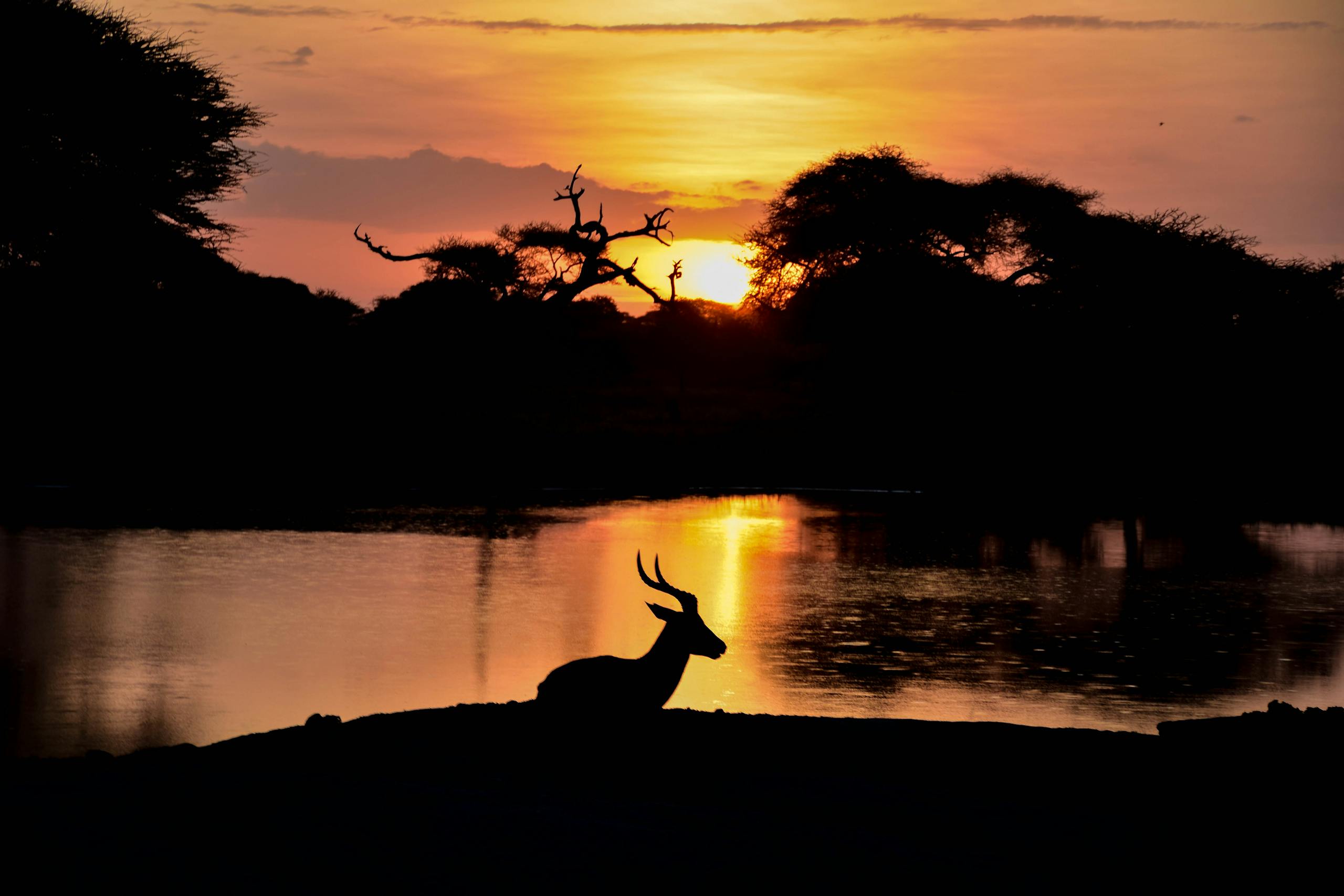 Image of a silhouette view of an animal standing beside a calm lake at dusk. The animal's dark outline is reflected in the still water, with soft ripples breaking the surface. The sky is a gradient of warm orange and deep blue as the sun sets, casting a peaceful glow over the scene. Trees and distant hills form part of the tranquil backdrop, enhancing the quiet beauty of nature. 