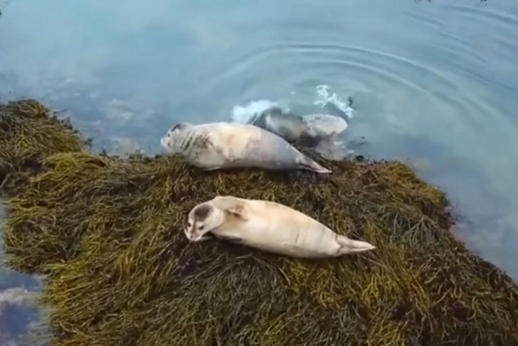Two seals rest on a bed of seaweed along a rocky shoreline, with another seal partially submerged in the nearby clear blue water. The seals appear relaxed, blending harmoniously into the natural coastal habitat. Gentle ripples in the water add a sense of calm to this serene marine scene.