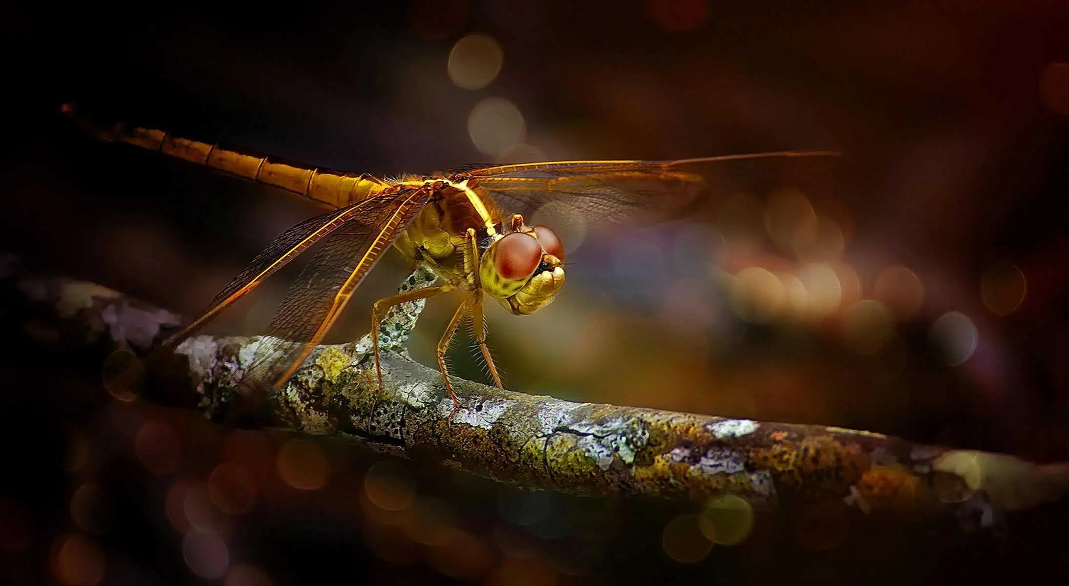 Dragonfly Spirit Animal Symbolism, Meaning in Love, Career, Dreams & More A close-up photo of a brown dragonfly perched on a branch, highlighting the fine details of its textured wings and segmented body. The dragonfly's large, compound eyes glimmer in the light, and its delicate legs grip the branch securely. The earthy tones of the dragonfly blend harmoniously with the branch in the natural setting.