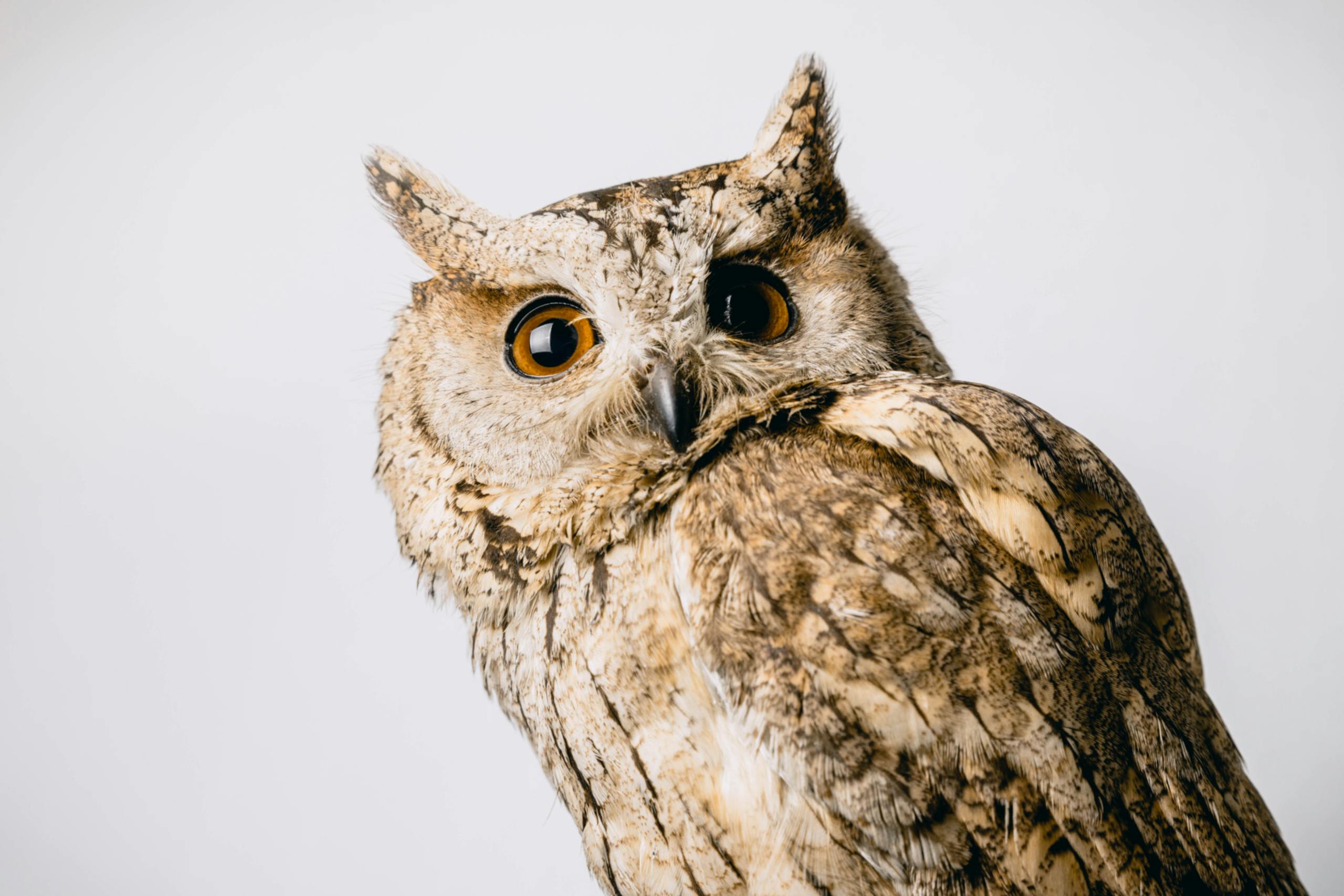 What Does It Mean When an Owl Visits You? A close-up photo of an owl showcasing its intense, wide-eyed gaze. The owl’s face fills most of the frame, revealing the fine details of its feathers in shades of brown, white, and gray. Its large, round eyes, highlighted by a ring of contrasting color, seem to stare directly at the viewer, conveying a sense of wisdom and curiosity. The beak is small and sharply defined, nestled between the owl’s facial feathers. The background is softly blurred, emphasizing the owl's textured plumage and captivating expression.