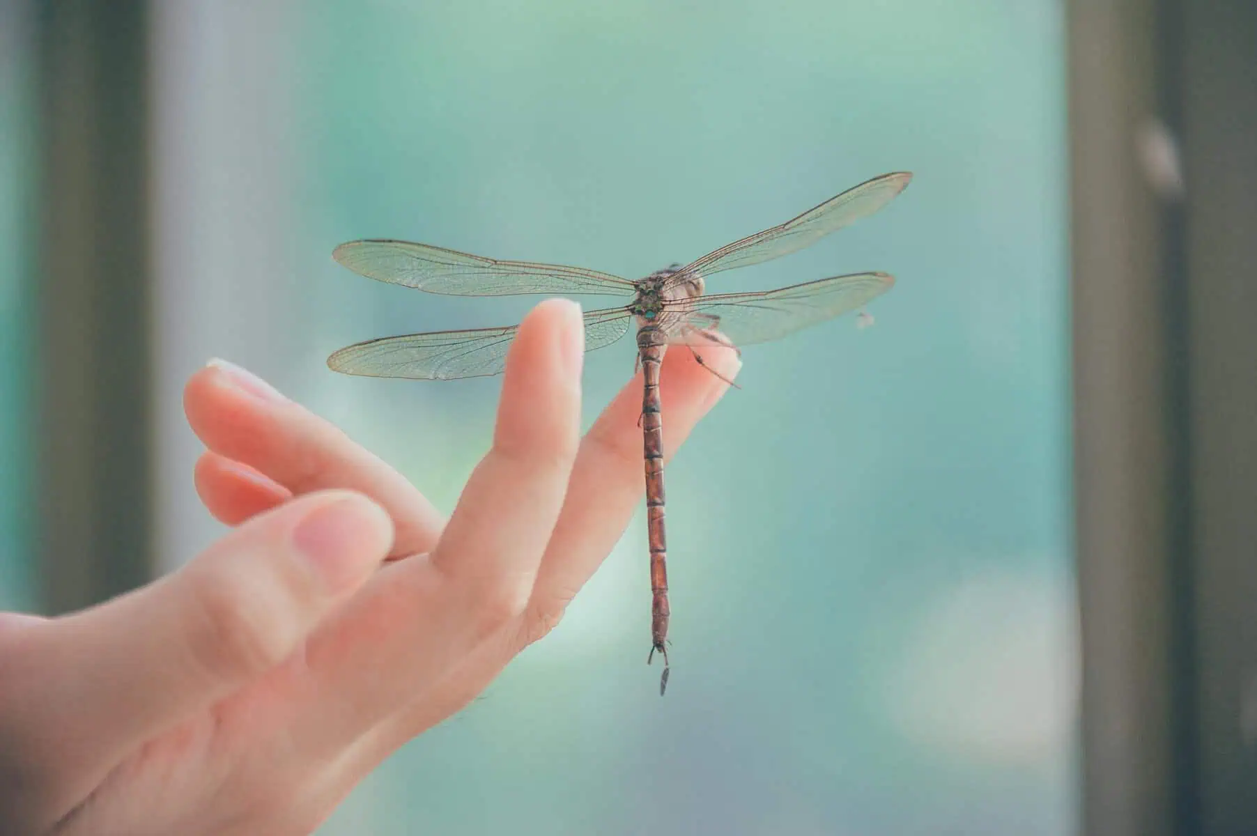 Dragonfly Spirit Animal Symbolism, Meaning in Love, Career, Dreams & More A close-up photograph of a dragonfly perched on a finger, capturing its intricate details. The dragonfly's delicate wings shimmer in the light, while its slender legs gently grip the fingertip. Its large eyes and segmented body are clearly visible, creating a striking contrast between the insect's fragile form and the human finger.