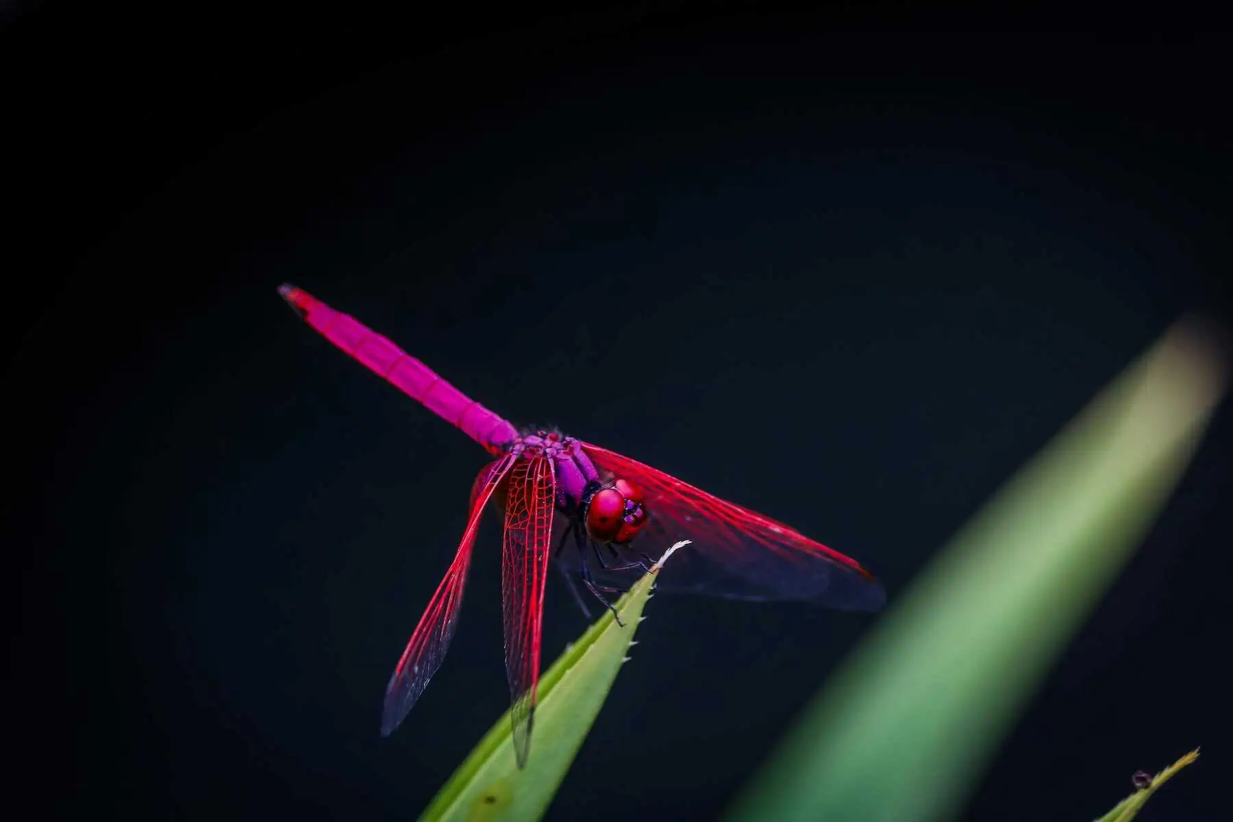 Dragonfly Spirit Animal Symbolism, Meaning in Love, Career, Dreams & More Image of a red dragonfly perched on a green leaf, its vibrant body contrasting sharply against the soft, natural green background. Its delicate, transparent wings glisten in the light, while its slender legs gently grip the edge of the leaf. The dragonfly's bright red color stands out, adding a vivid splash to the serene environment.