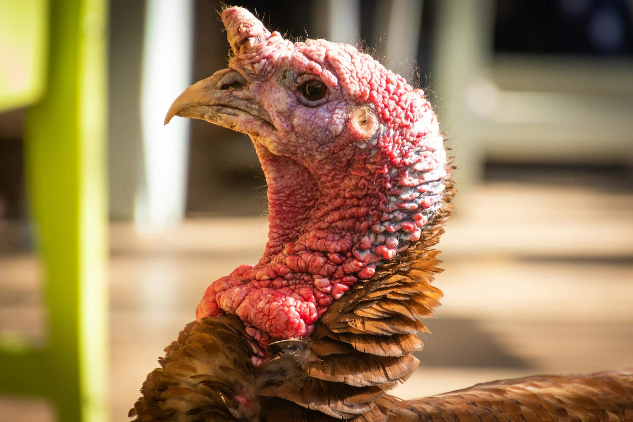 Close-up image of a red turkey's head with detailed wrinkles and textures, captured in selective focus. Image used for the article symbolism of a turkey.