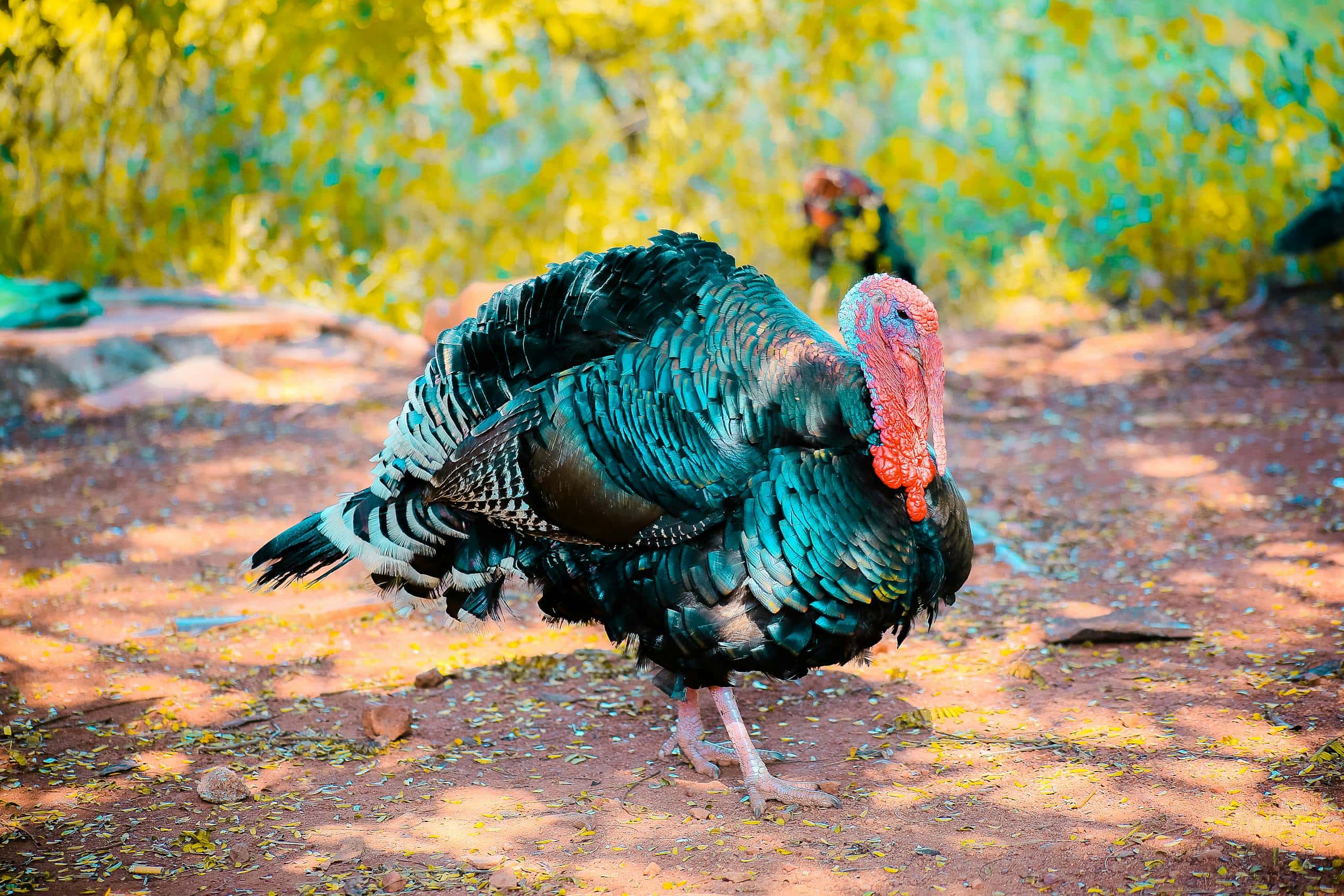 Symbolism of a Turkey in Spirituality and Your Dreams Image of two black turkeys standing side by side on grassy ground. Their feathers are dark and glossy, and they have red wattles hanging from their necks.