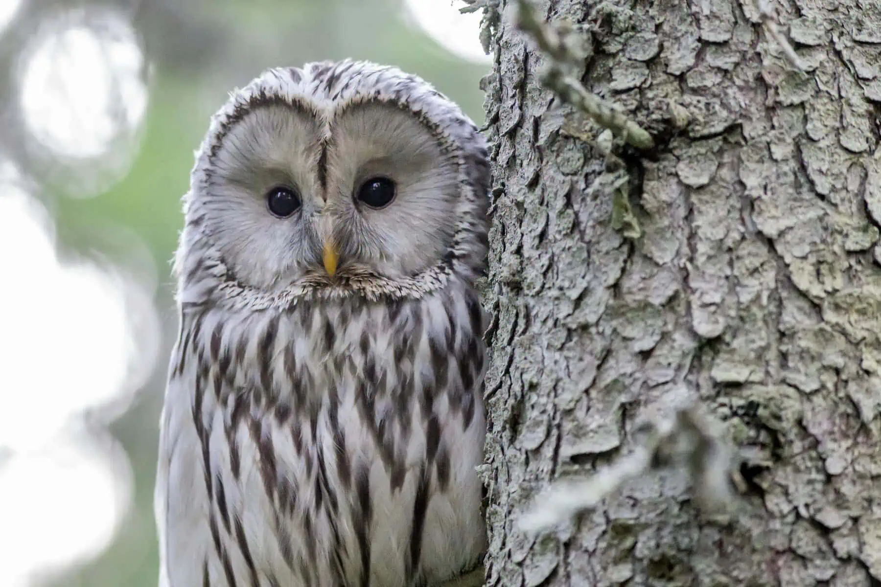What Does It Mean When an Owl Visits You? Close-up image of a white and black owl perched on a tree branch. The owl’s feathers are a striking mix of snowy white and deep black patterns, creating a beautiful contrast. Its large, round eyes are alert and piercing, framed by delicate facial feathers. Small feathered tufts above its head give it a distinctive look, while its sharp beak and talons are visible, gripping the branch firmly. Showing What Does It Mean When an Owl Visits You.