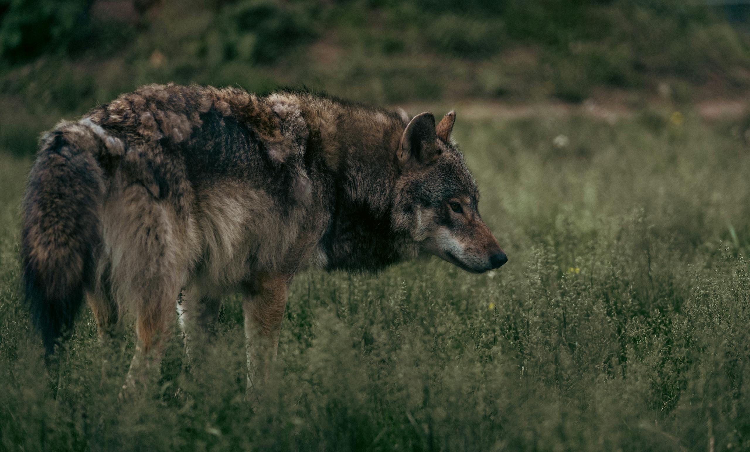 Image of a wolf standing alert in an open grassy field, its thick fur coat blending with the natural surroundings. The wolf’s head is slightly turned, with piercing yellow eyes scanning the area, ears perked up in attention. Sunlight filters through, casting a gentle shadow behind it. Wildflowers and tall grasses frame the scene, enhancing the wolf's solitary, majestic presence in the open landscape showing wolf as a spirit animal.