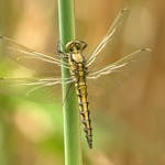 Image of a yellow and black dragonfly perches delicately on a slender green stem during daytime. Its transparent wings, veined in black, glisten in the natural light as it remains still, showcasing the contrast between its vibrant body and the lush greenery around it. Image used for the article Dragonfly spirit animal.