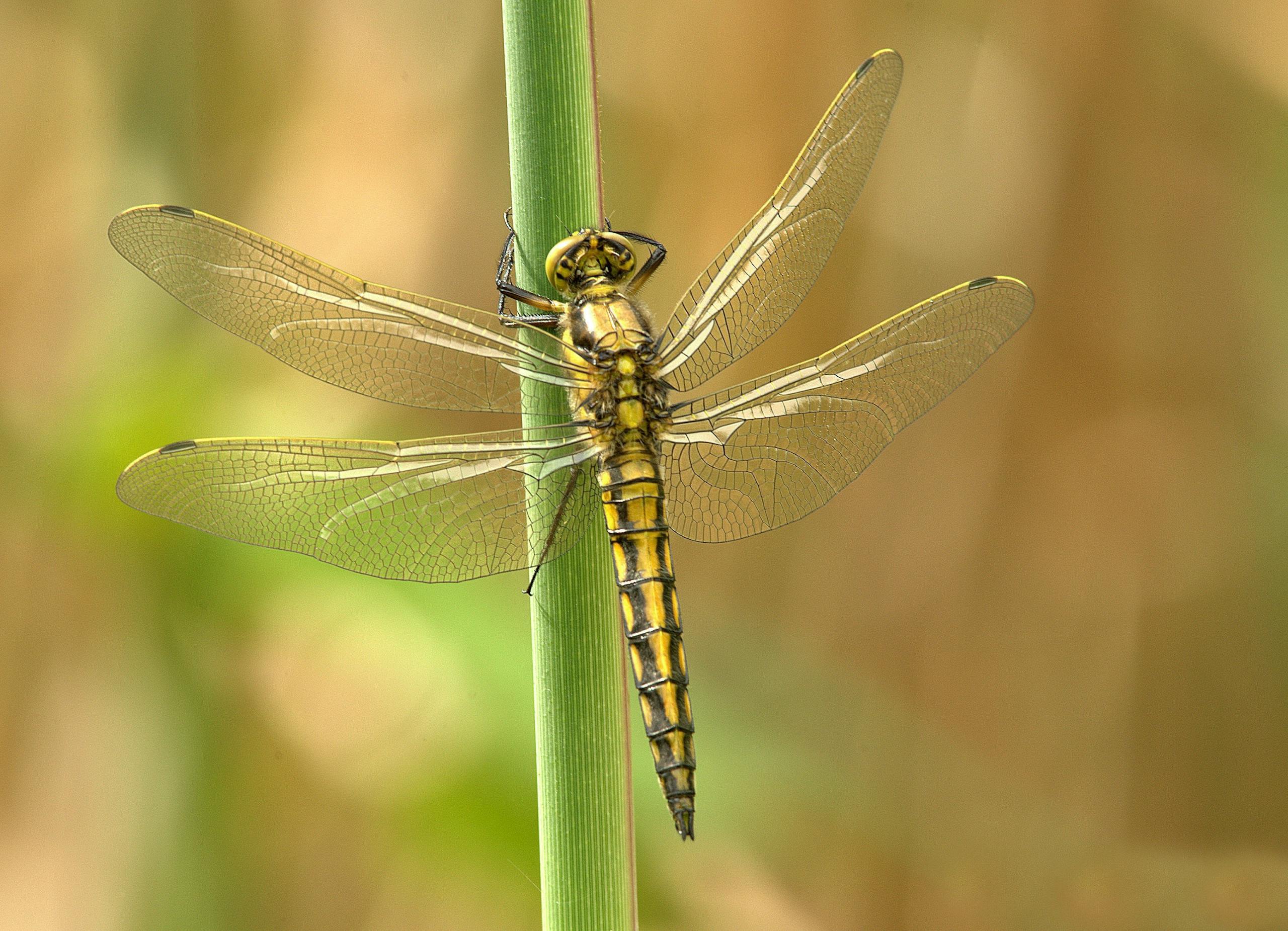 Image of a yellow and black dragonfly perches delicately on a slender green stem during daytime. Its transparent wings, veined in black, glisten in the natural light as it remains still, showcasing the contrast between its vibrant body and the lush greenery around it. Image used for the article Dragonfly spirit animal.