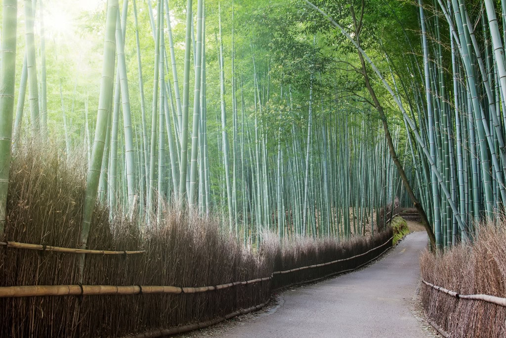 Historical Sites in Kyoto (Guide Insight Kyoto's Landmarks) The image shows the serene bamboo grove in Arashiyama, Kyoto, Japan, with tall, slender bamboo stalks lining a winding path. Sunlight filters softly through the dense green canopy, creating a tranquil and ethereal atmosphere along this iconic Kyoto attraction. This scenic pathway is a popular historical and natural site, offering visitors a peaceful escape.