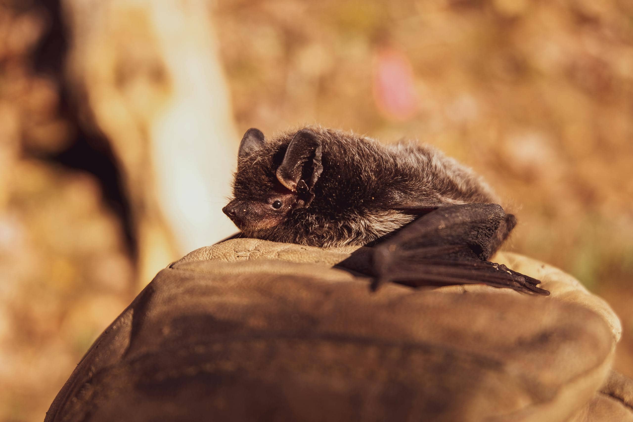 Close-up image of aa cute bat resting on a green leaf, surrounded by warm light in a natural setting view of a cute bat resting on a green leaf, with its small wings wrapped around its body. The bat has soft, fuzzy fur, large eyes, and tiny pointed ears, giving it an adorable appearance. The leaf's veins and texture are visible, adding a natural background to the scene. Image used for the article Spirit Animal Bat Meaning.