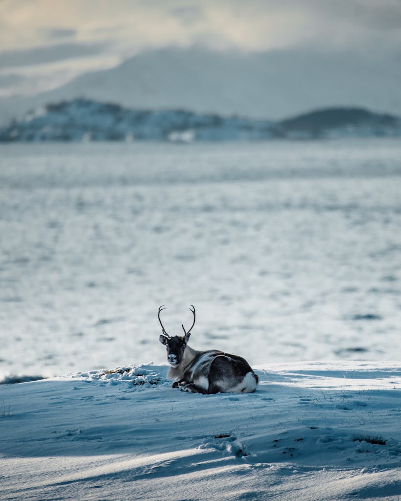 How Many Spirit Animals Can You Have? A Complete Guide Close-up image of a reindeer rests peacefully on a blanket of snow. Image used for the article how many spirit animals can you have.