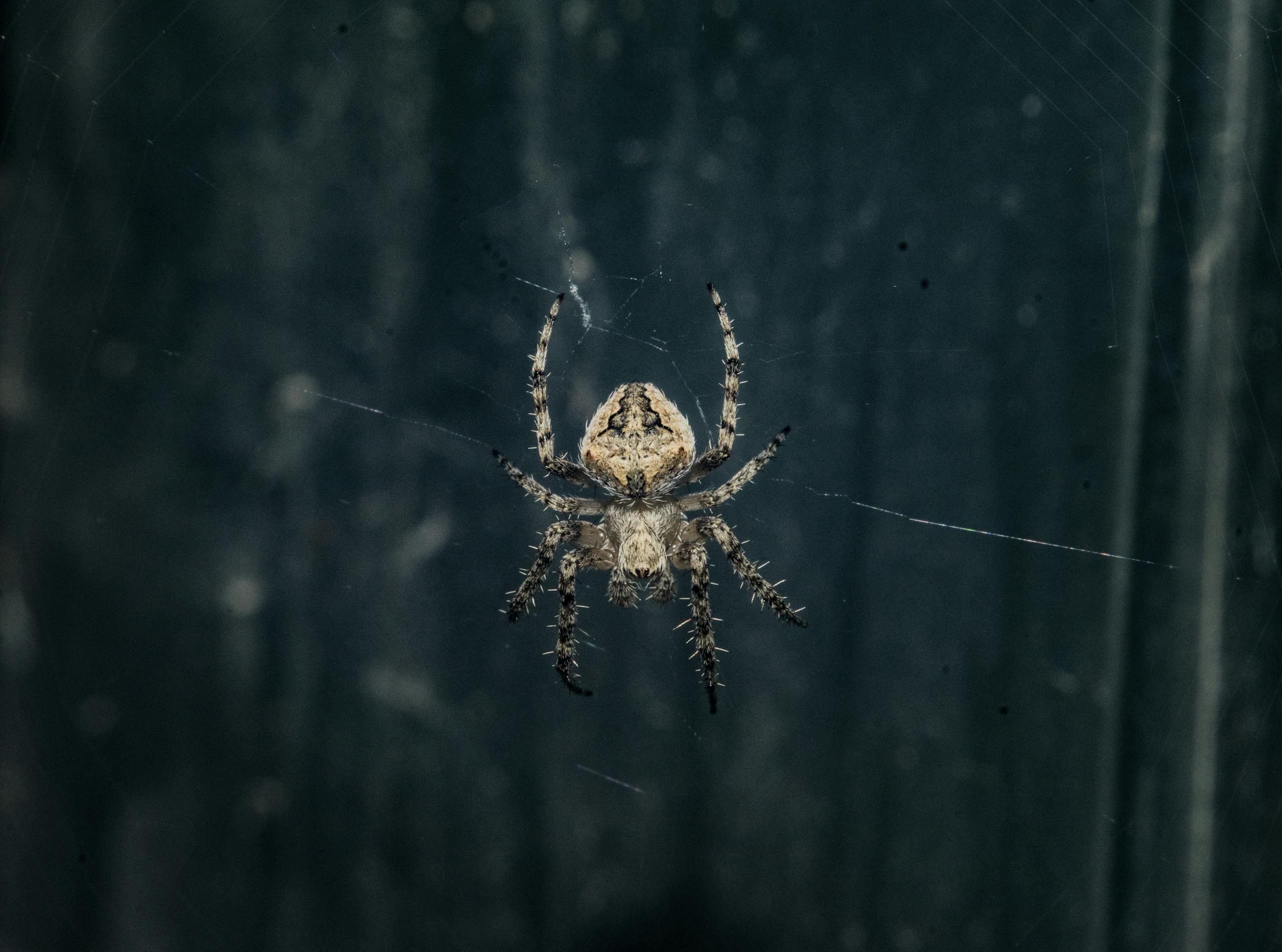 What is the Spiritual Meaning of Spider? Close-up image of a brown Araneus cavaticus, also known as a barn spider, hanging on its web. The spider has a round, brown body with light markings and sturdy, segmented legs. Fine hairs cover its body, giving it a slightly fuzzy look. The web threads glisten in the background, slightly blurred, showcasing the intricate details of the spider's structure.