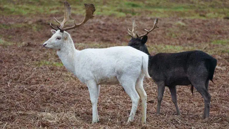 Image of two reindeer with unique, branching antlers stand close together in a snowy landscape. Each reindeer’s antlers curve in different patterns, with one set wider and the other more compact. Their thick coats are a mix of brown and gray, blending softly with the wintery surroundings. Snow gently covers the ground and the nearby evergreen trees, while soft light highlights the reindeers’ breath in the crisp air, creating a peaceful, natural scene. Image used for the article Reindeer Symbolism.