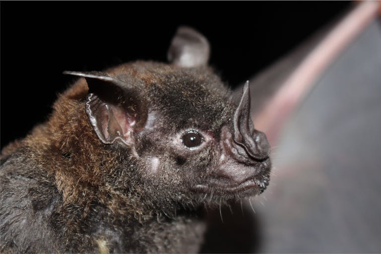 Close-up image of a wrinkle-faced bat, showing its unique, textured facial features with deep folds and wrinkles. The bat's large, dark eyes and small, pointed ears are visible, along with its leathery skin that gives it a distinctive appearance. Image used for the article animals that represent death.