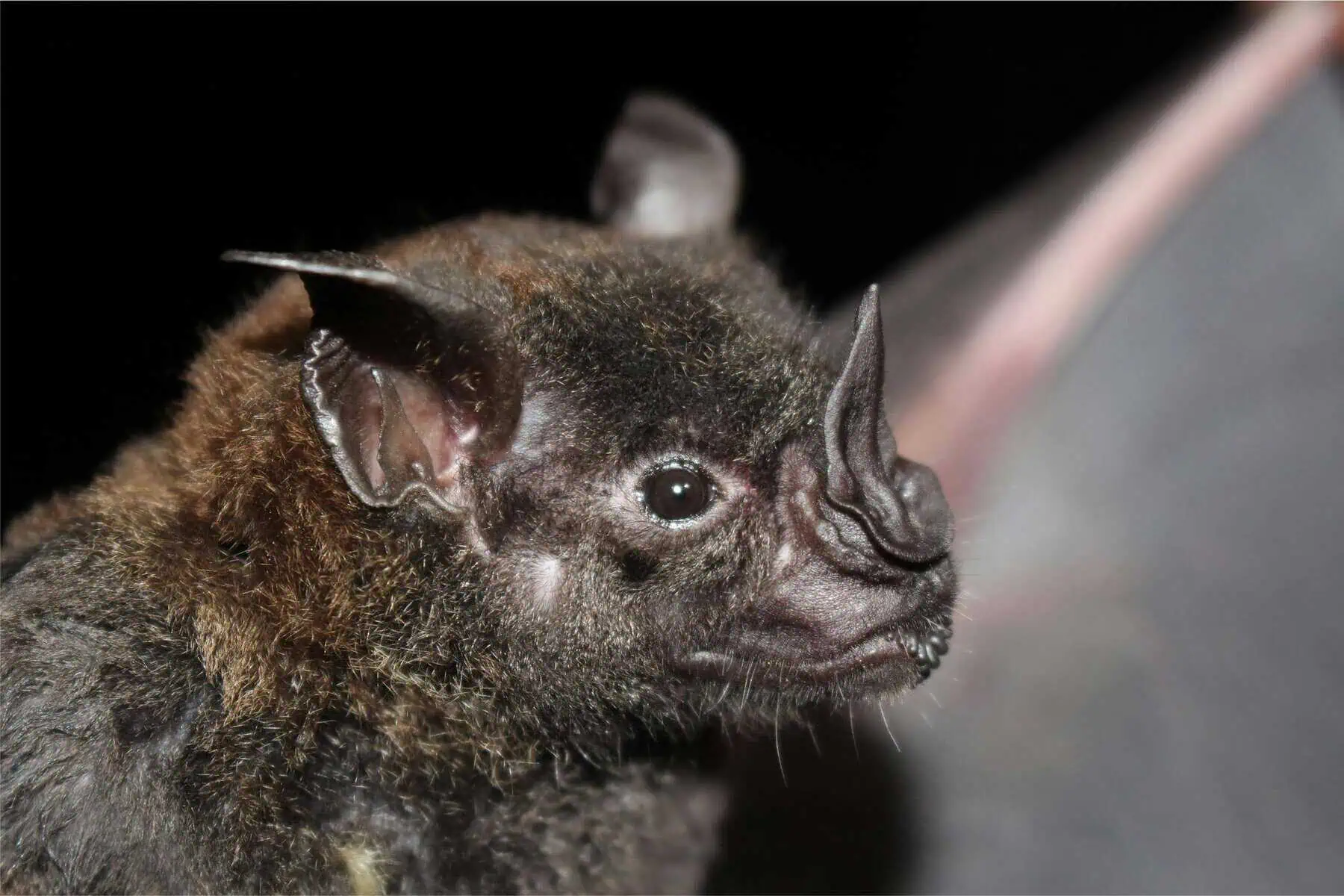 Close-up image of a wrinkle-faced bat, showing its unique, textured facial features with deep folds and wrinkles. The bat's large, dark eyes and small, pointed ears are visible, along with its leathery skin that gives it a distinctive appearance. Image used for the article animals that represent death.