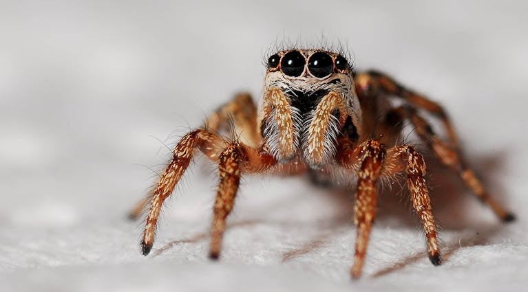 Close-up image of an orange and black spider perched on a web. The spider's body is bright orange with intricate black markings, and it has long, thin legs that are orange with dark segments near the joints. The background shows a blurred, natural outdoor setting, enhancing the spider's vivid colors. Image used for the article Spiritual Meaning of Spider