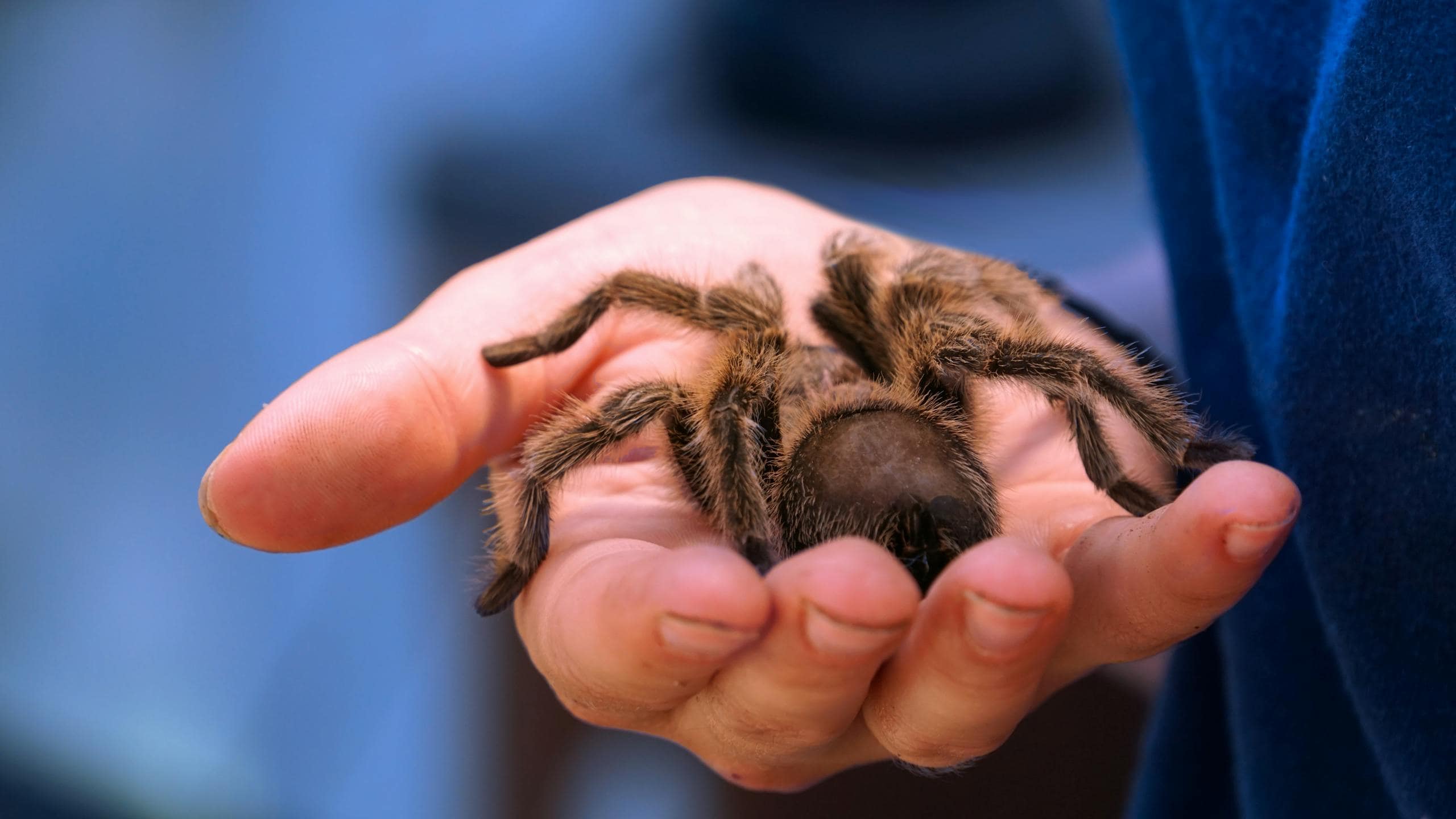 What is the Spiritual Meaning of Spider? A person gently holds a large black and brown tarantula in their hand. The tarantula's body and legs are covered with thick, dark brown and black hair, giving it a fuzzy appearance. The person's hand is relaxed, showing comfort and care, and the background is softly blurred, keeping focus on the tarantula and the hand holding it. Image used for the article Spiritual Meaning of Spider.