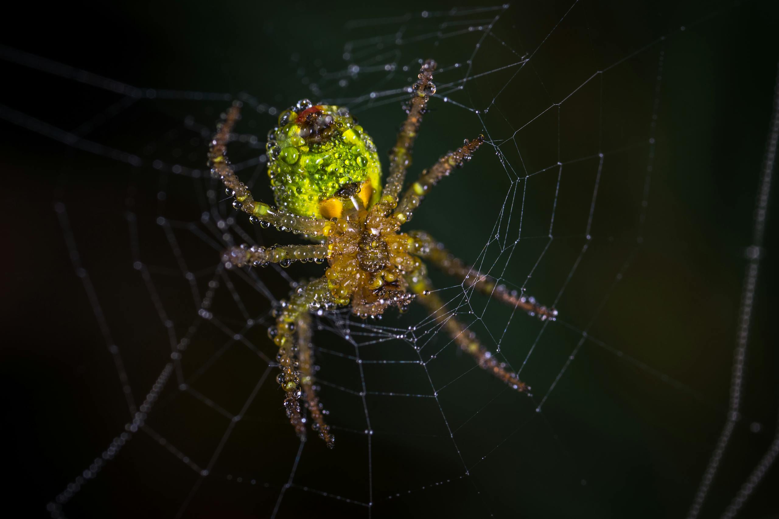What is the Spiritual Meaning of Spider? Close-up of a yellow and green spider resting on a web. The spider has a vibrant yellow body with subtle green markings and slender legs that fade from yellow near the body to green toward the tips.