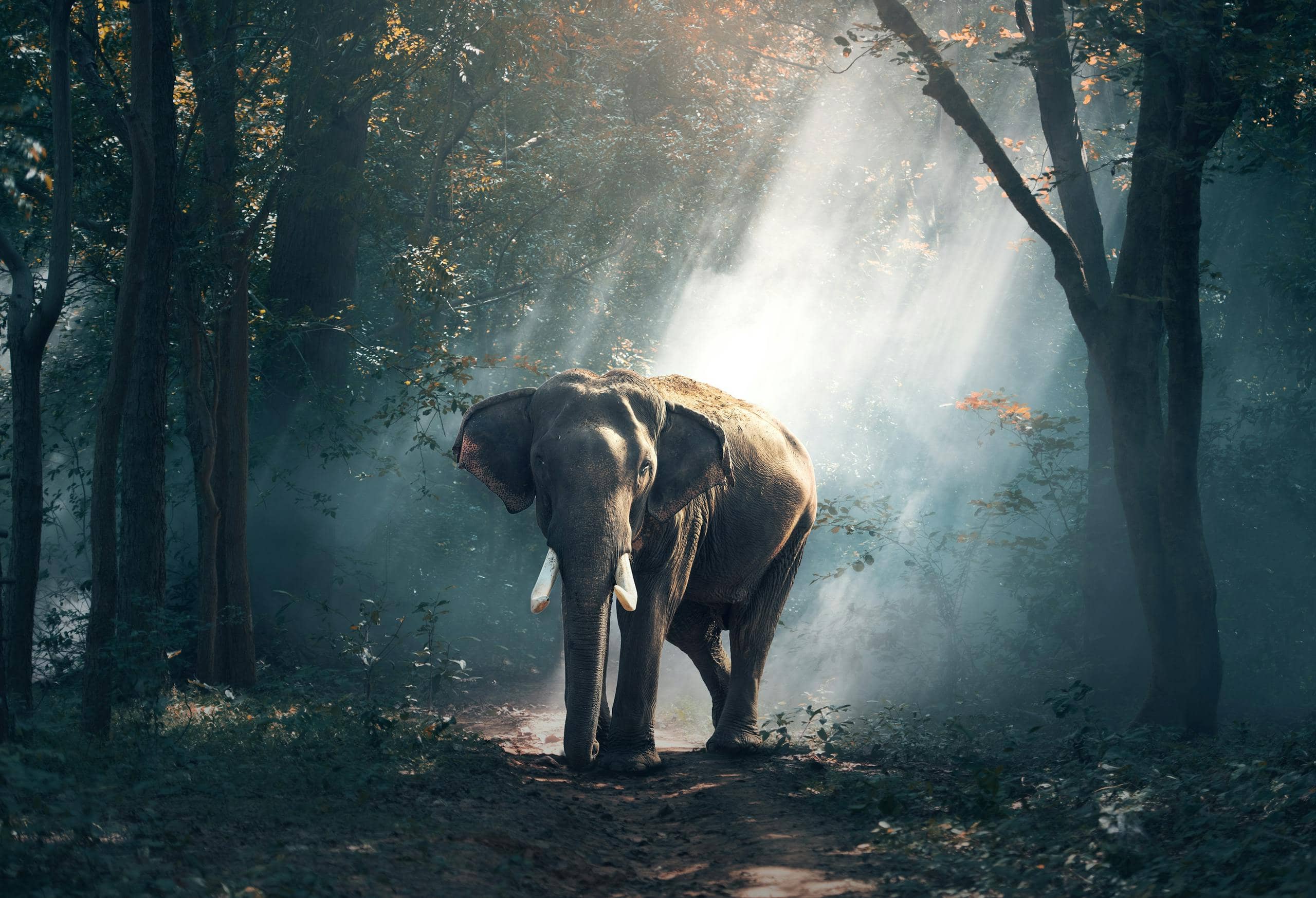 Close-up image of a elephant standing in a serene, sunlit forest, its large, wrinkled body illuminated by soft beams of light filtering through the canopy above. Mist swirls gently around its legs, blending harmoniously with the dense greenery of the surrounding trees. The scene exudes tranquility, capturing the beauty of nature in its raw, undisturbed state. Image used for the article Spiritual Meaning of Elephant.