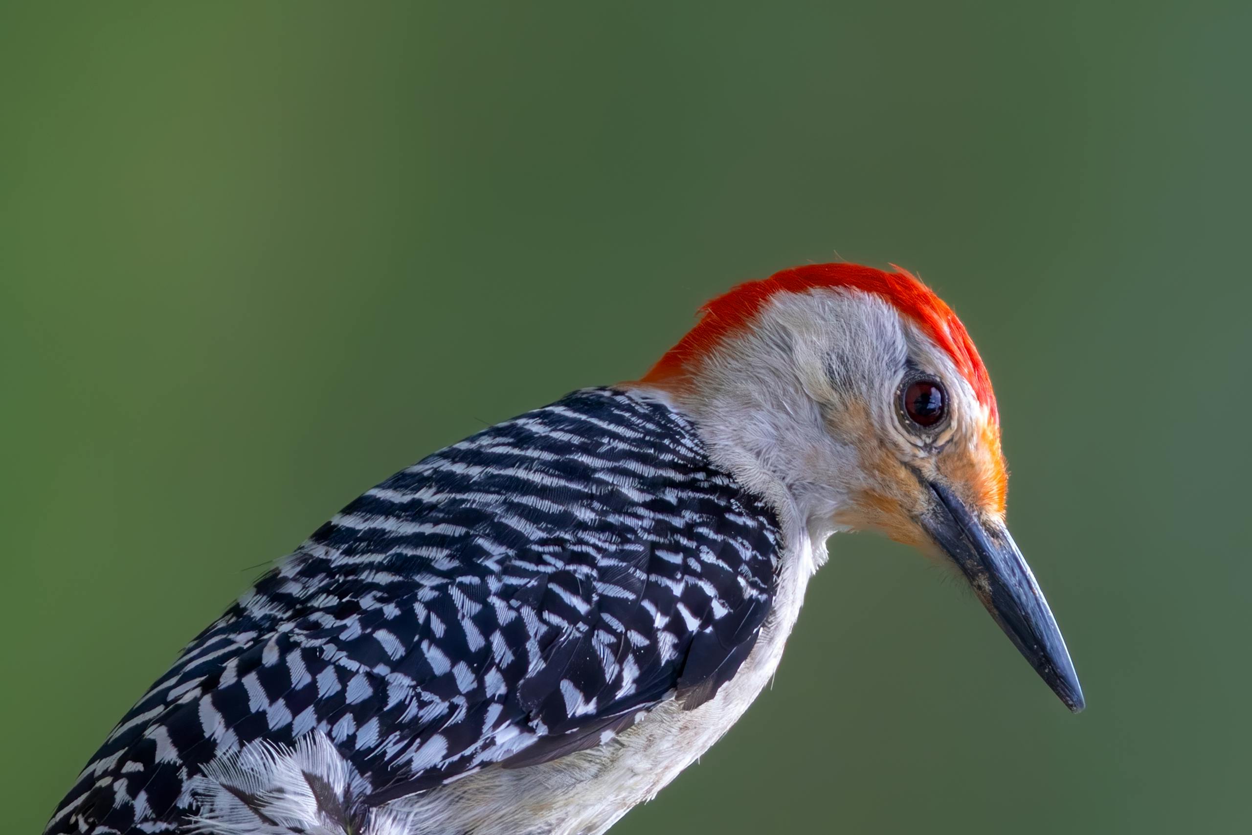 Close-up image of a Red-bellied Woodpecker perched on a branch, showcasing its vivid plumage. The bird features a striking red cap and nape, a light gray face and underparts, and black-and-white barred patterns on its back and wings. The green backdrop highlights the bird's vibrant colors and intricate details.