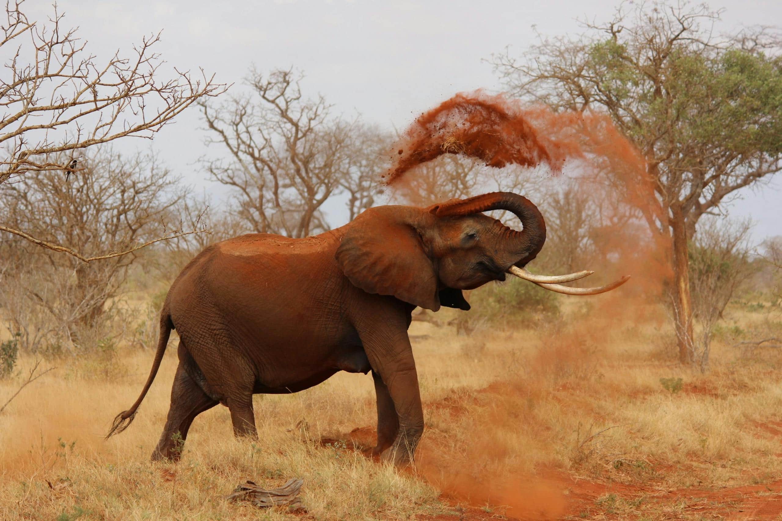 Image of an African elephant playfully tosses a cloud of dust into the air with its trunk, standing amid a vibrant savanna landscape. The scene features golden grasses stretching to the horizon, scattered acacia trees, and a brilliant blue sky with fluffy white clouds. The elephant's large ears and tusks are highlighted in the warm sunlight, emphasizing its majestic presence in the wild. Image used for the article spiritual meaning of elephant.