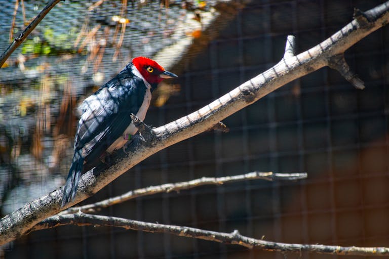 Image of a red-headed woodpecker perched on a tree branch. The bird features a vibrant red head, contrasting sharply with its black and white body and wings. The background is softly blurred, highlighting the woodpecker and the natural setting. Image used for the article Woodpecker Spiritual Meaning.