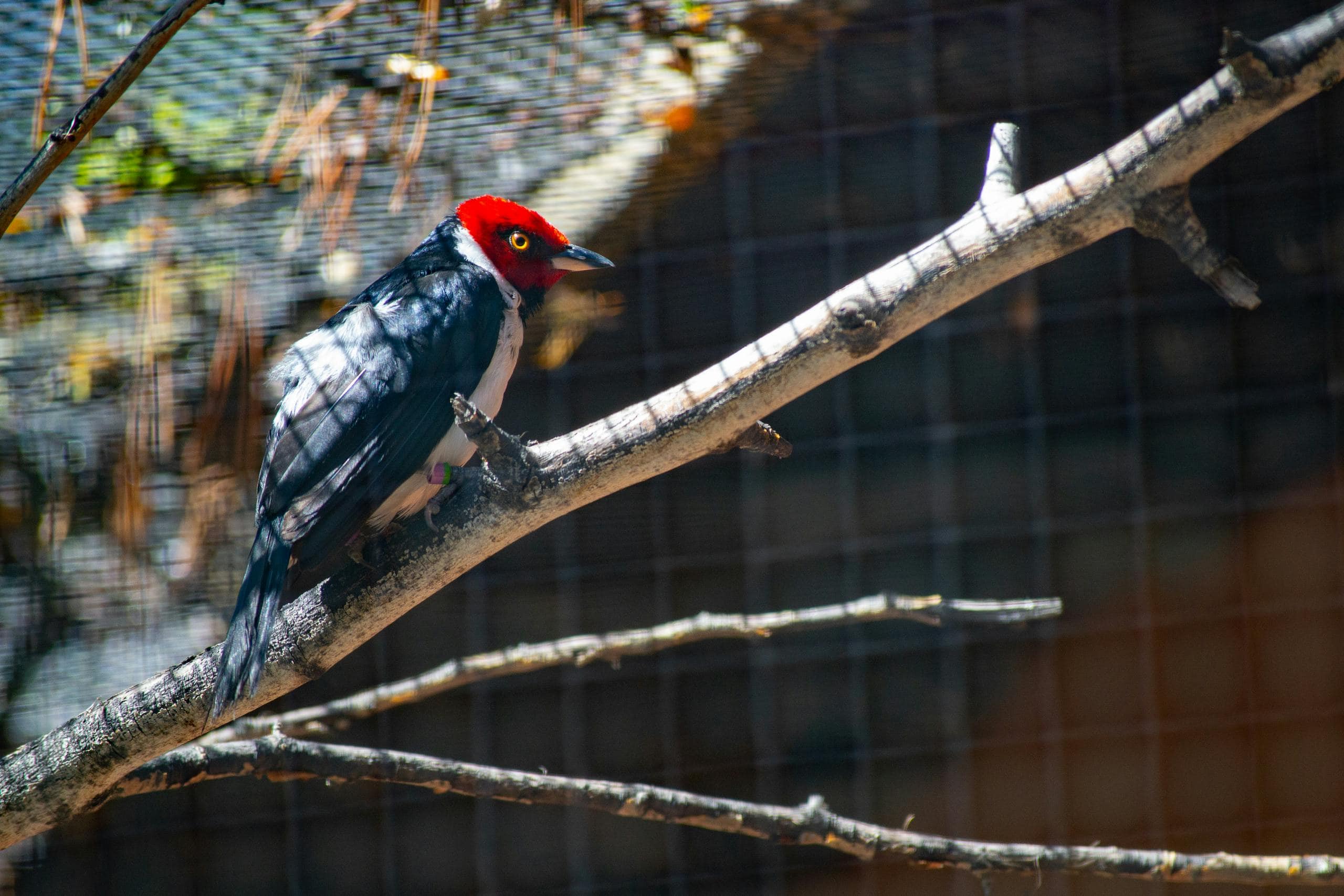 Image of a red-headed woodpecker perched on a tree branch. The bird features a vibrant red head, contrasting sharply with its black and white body and wings. The background is softly blurred, highlighting the woodpecker and the natural setting. Image used for the article Woodpecker Spiritual Meaning.