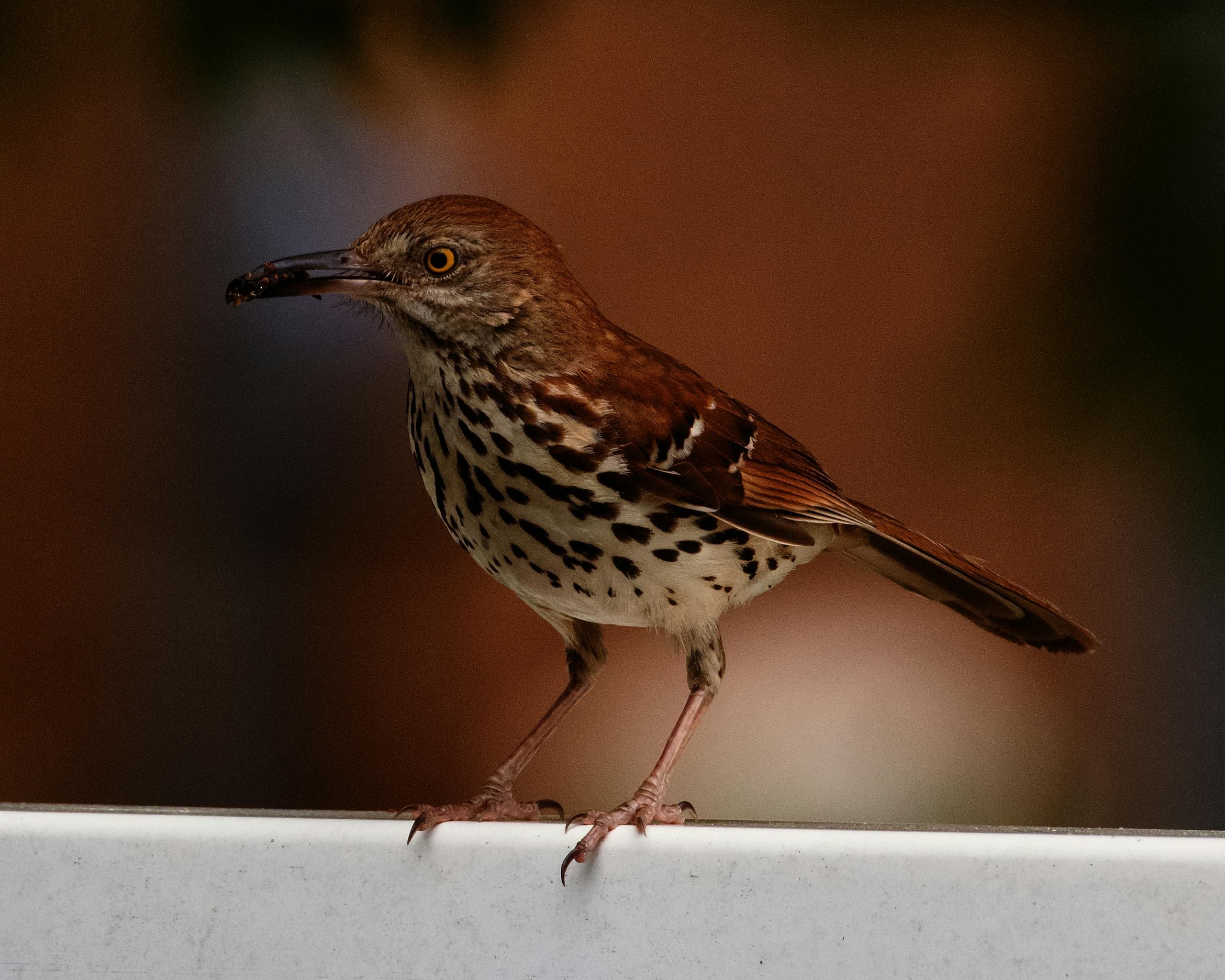 Close-up image of a Brown Thrasher perched on a branch outdoors. The bird's rich brown plumage with streaked patterns and its sharp yellow eyes stand out against a soft, natural background. Image used for the article Brown Thrasher Spiritual Meaning.
