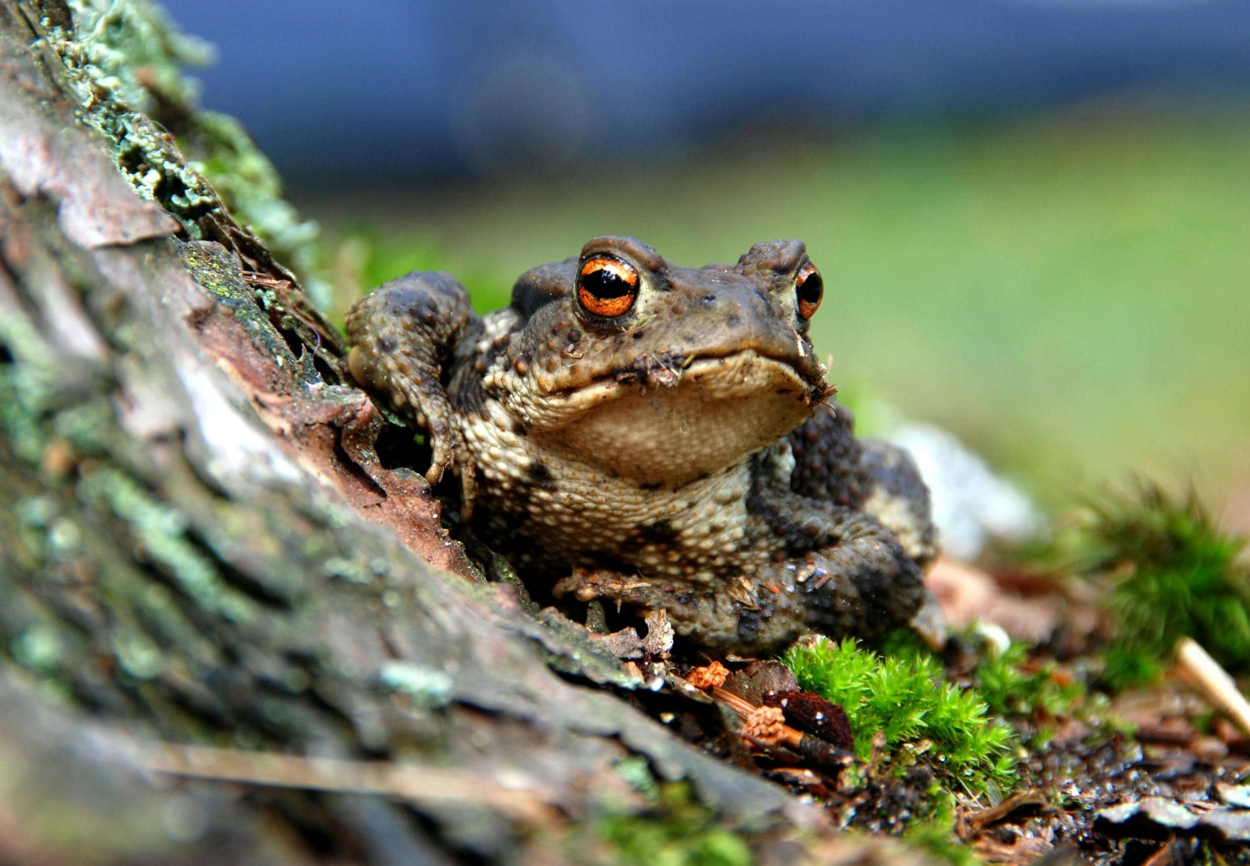 Toad Spiritual Meaning and Symbolism as Your Spirit Animal Close-up image of a toad resting on mossy ground, its bumpy, textured skin speckled with earthy tones of brown and green, blending harmoniously with its natural surroundings. The vibrant moss beneath the toad is rich with shades of green, adding contrast and highlighting the toad's rugged features.