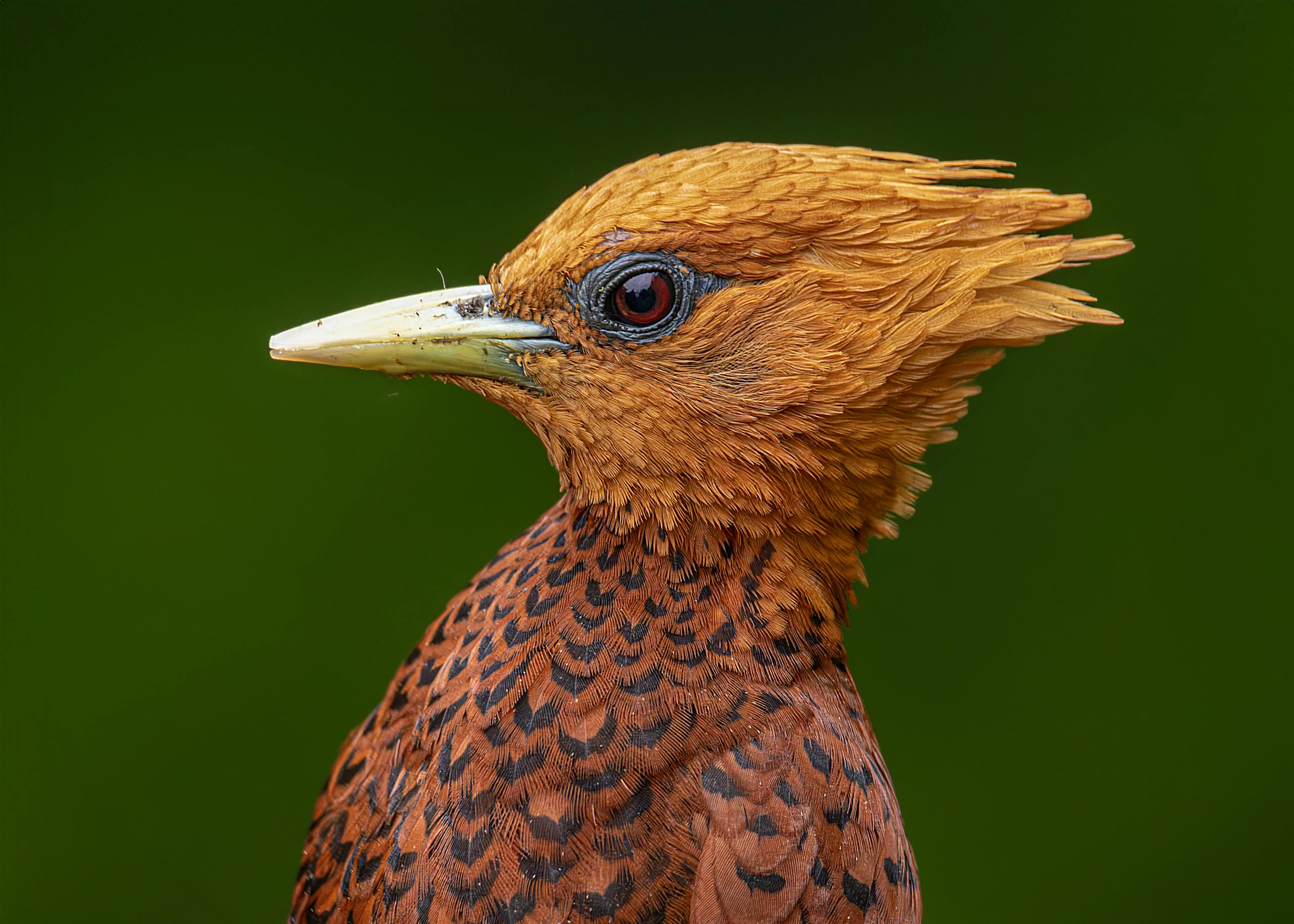 Image of a side view of a Chestnut Woodpecker with vibrant plumage, showcasing its rich chestnut-colored body, a slightly darker head, and a long, pointed beak. The bird is perched on a branch against a lush green background, emphasizing its striking colors and intricate feather details. Image used for the article woodpecker spiritual meaning.