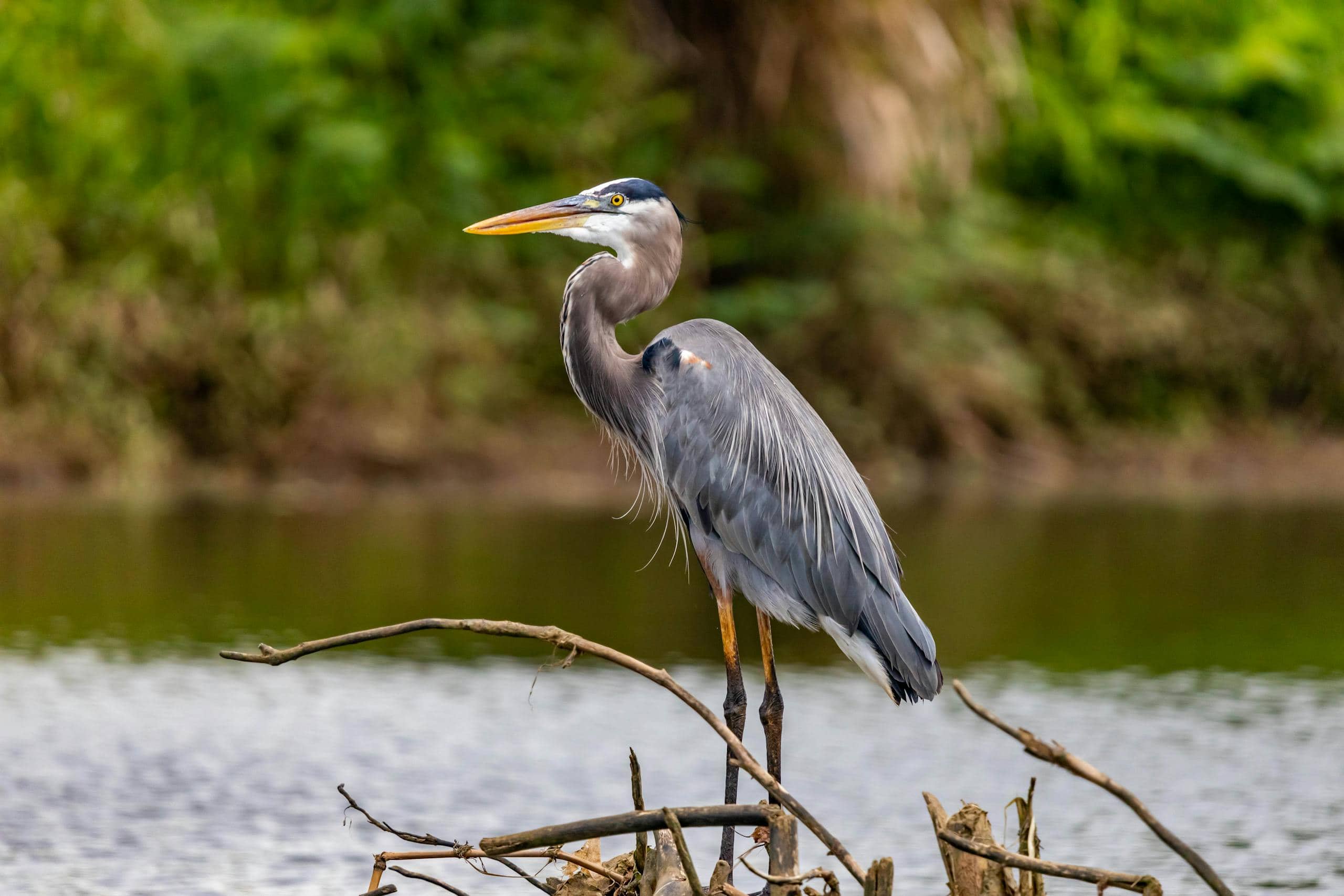 Blue Heron Spiritual Meaning and Cultural Significance Image of a blue heron perched on a cluster of branches at the edge of a serene lakeside. The bird's striking blue-gray plumage contrasts with the earthy tones of the branches, and its long neck and sharp beak are poised attentively. The background features the calm water of the lake, reflecting soft hues of the sky, with hints of surrounding vegetation adding depth to the peaceful scene.