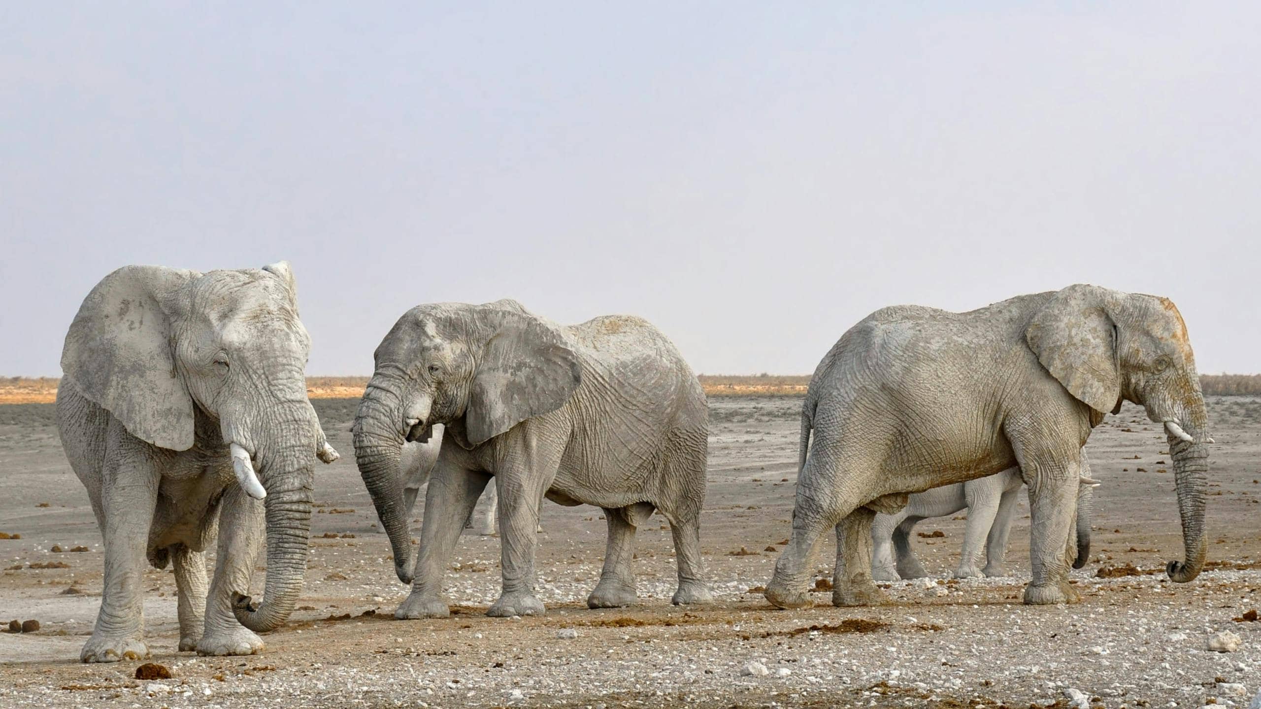 Image of a group of African elephants walks across a vast, dry landscape under an open sky. The elephants, varying in size, include both adults and calves, their dusty gray skin blending with the arid environment. Sparse vegetation and cracked earth emphasize the harshness of the terrain, while the herd's steady movement conveys resilience and unity.