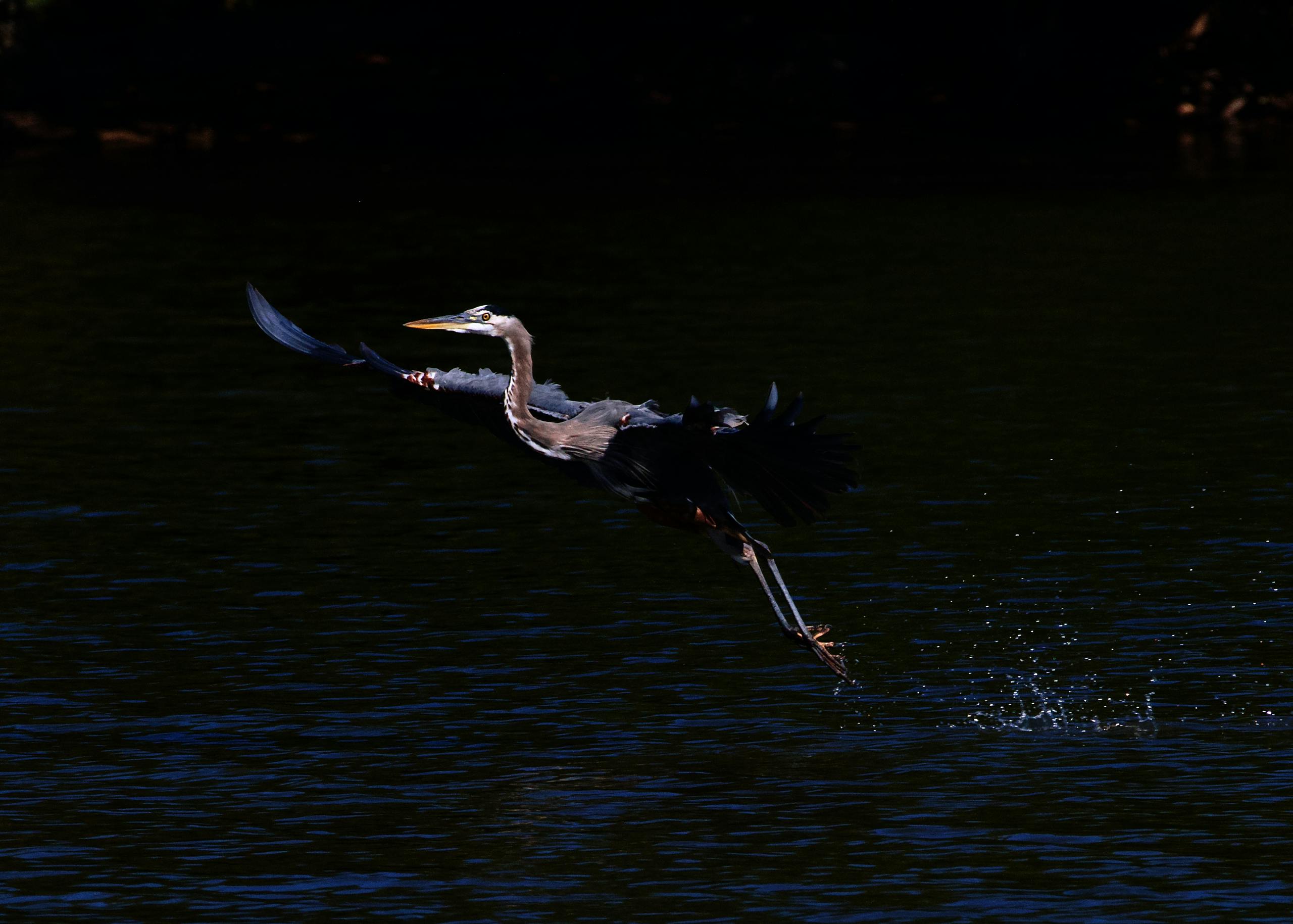 Blue Heron Spiritual Meaning and Cultural Significance Image of blue heron gliding gracefully just above the surface of a calm river. Its wide wings, showcasing shades of blue-gray, stretch fully as it flies with effortless elegance. The heron’s long legs trail behind, and its neck curves slightly forward, emphasizing its streamlined form. The river reflects the bird and surrounding lush greenery, creating a tranquil and picturesque scene.