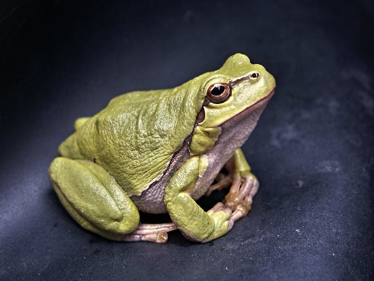 Image of a green tree frog with smooth, glossy skin, perched on a thin branch. Its large, round, golden eyes with horizontal pupils stand out vividly. The frog's delicate fingers, tipped with tiny suction pads, grip the branch securely. The dark, blurred background enhances the frog's striking color and intricate details, creating a dramatic and focused composition. Image used for the article Toad Spiritual Meaning.