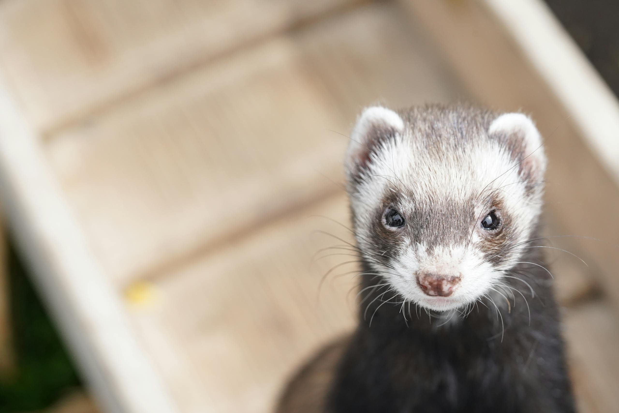 Image of a curious ferret with visible whiskers, bright eyes, and a playful expression, captured. Image used for the article what do ferrets symbolize.