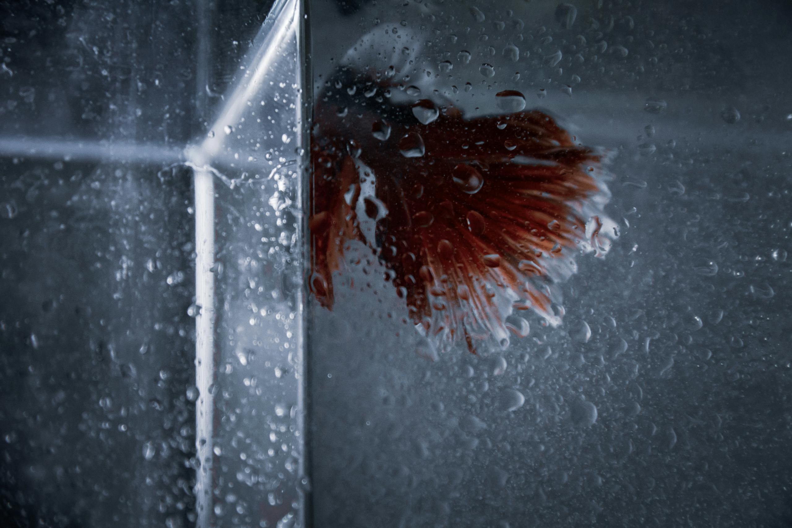 Image of a vibrant Betta fish in an aquarium, glass speckled with water droplets for a dramatic effect. Image used for the article betta fish symbolism.