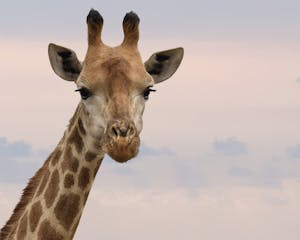 Close-up image of a giraffe's face with a serene expression, set against a soft, pastel-toned sky.