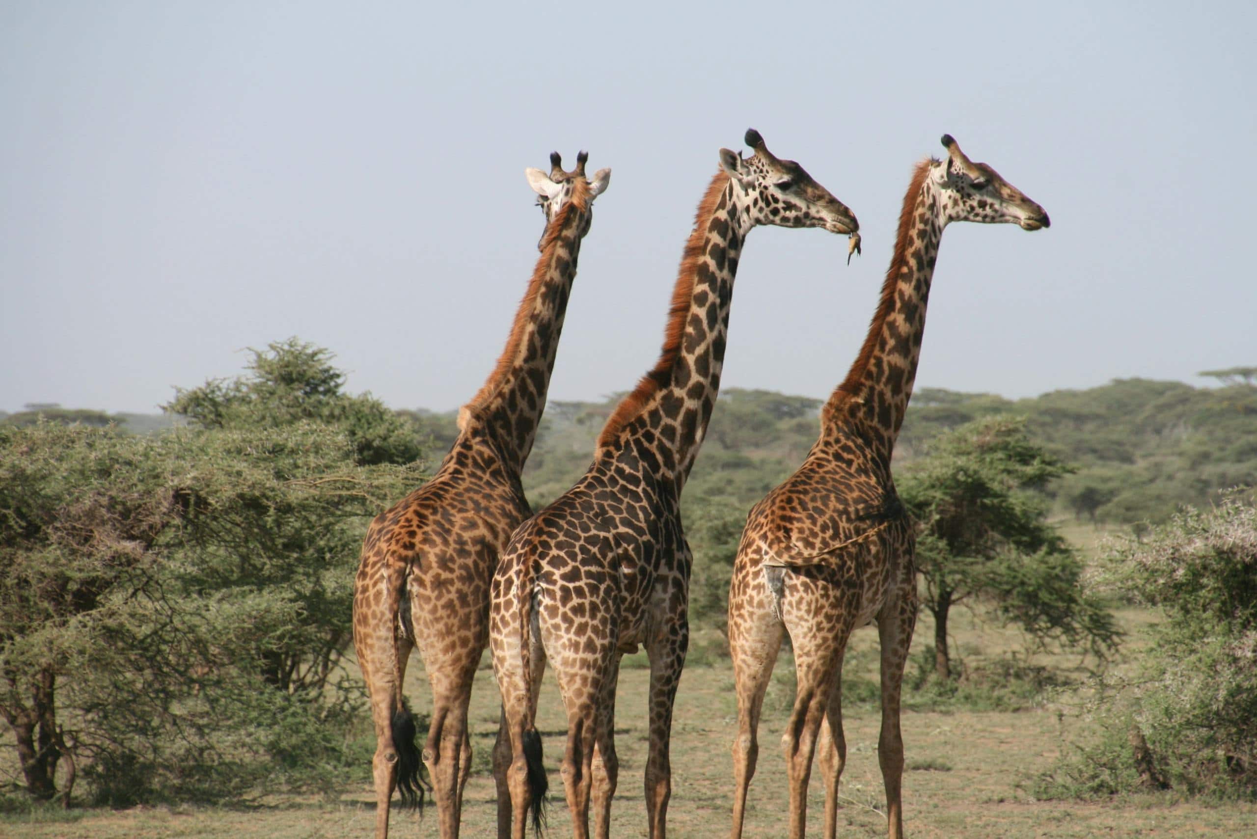 Image of three giraffes standing together in daylight on a safari, surrounded by dry grass and scattered trees.
