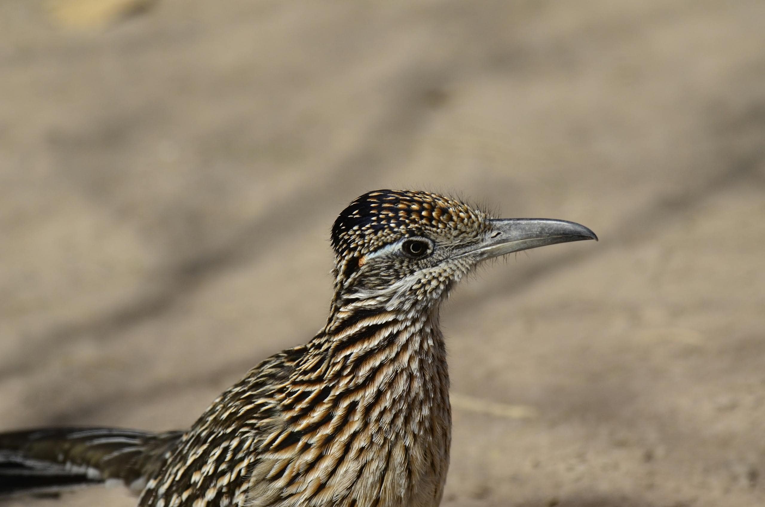 Roadrunner Spiritual Meaning, Cultural Significance, Dreams Close-up image of a roadrunner standing alert with a blurred natural background, showcasing its sleek feathers.