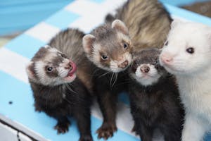 Four ferrets huddled together, their fur soft and varied in color, all gazing curiously in one direction. Image used for the article what do ferrets symbolize.
