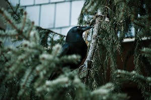 Image of a crow perches among pine branches, its dark feathers blending into the snowy, muted tones of the winter forest.