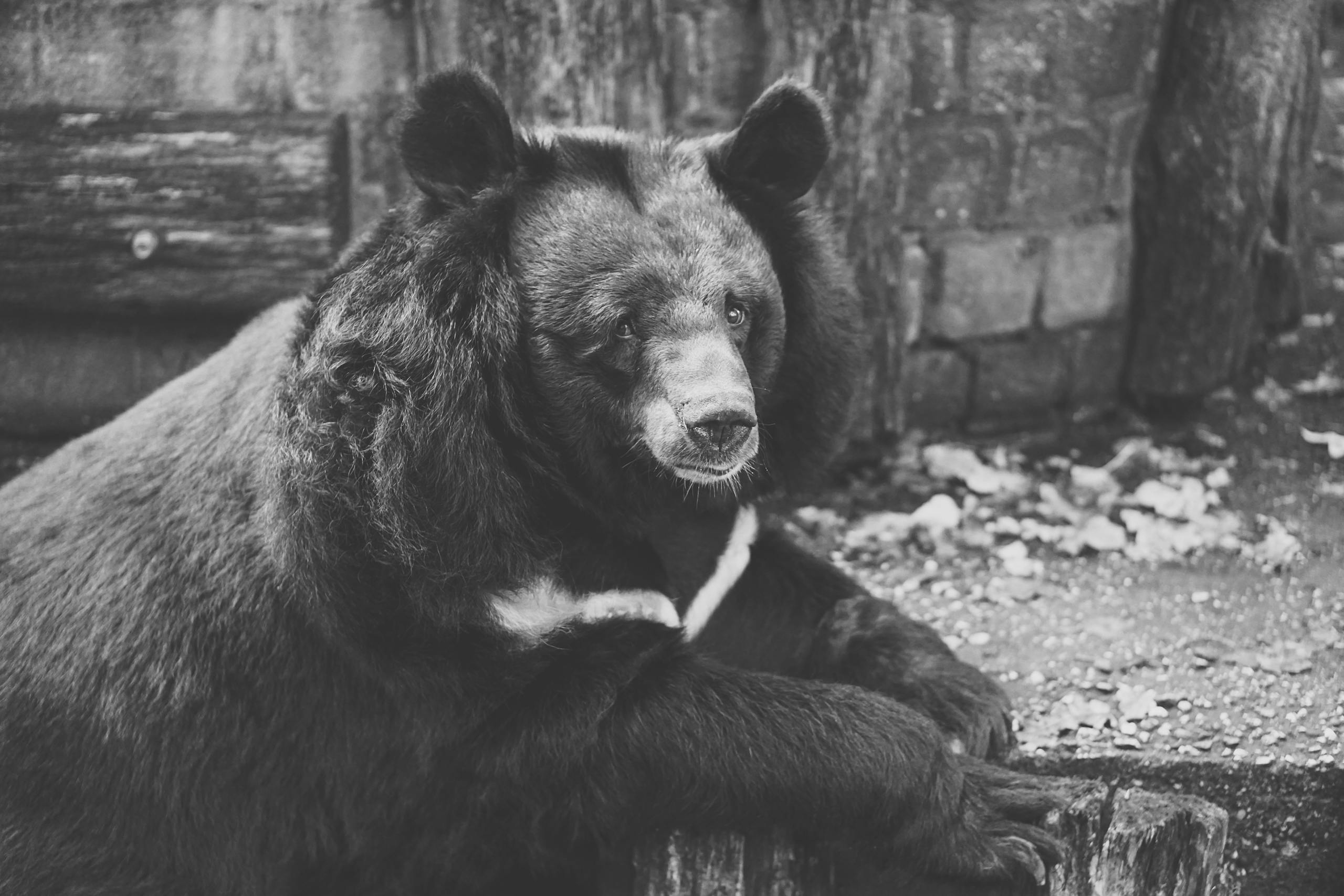 Image of a black bear sits calmly against a natural backdrop in a black-and-white setting, gazing into the distance.