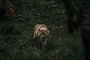 Image of a eastern coyote stealthily moves through tall grass on a summer day, its fur blending with the golden hues.